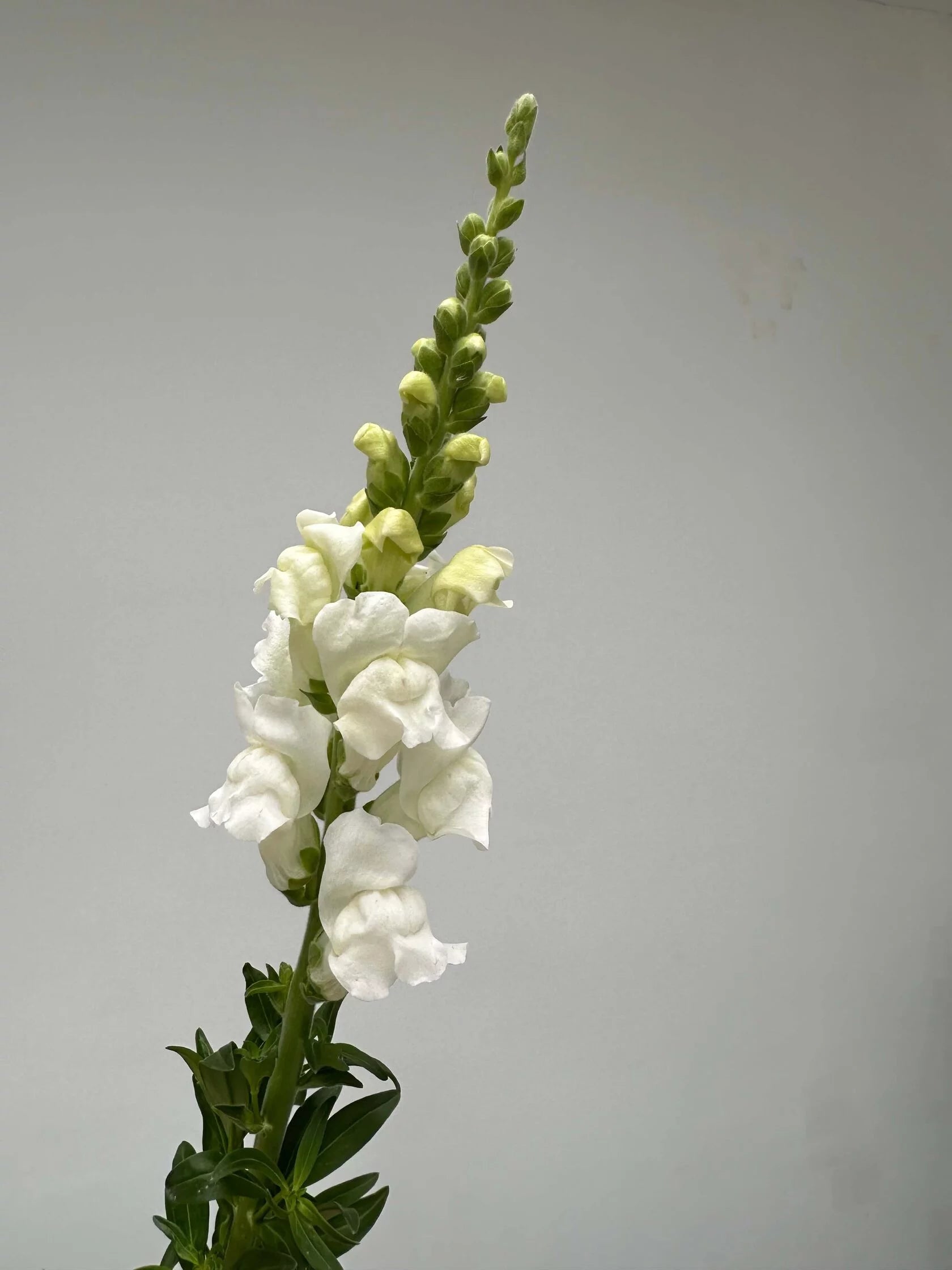 Antirrhinum Costa Summer White