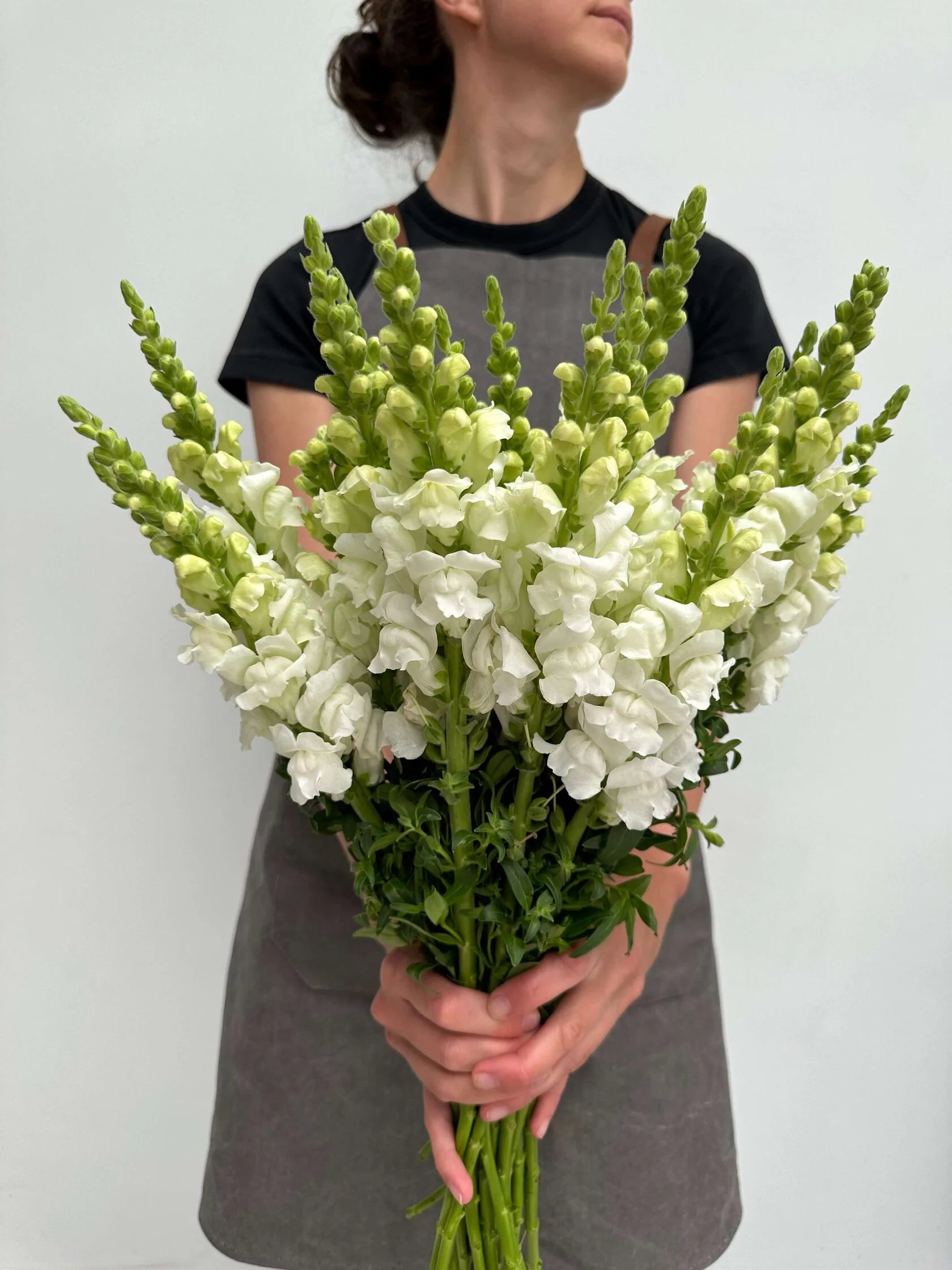 Antirrhinum Costa Summer White