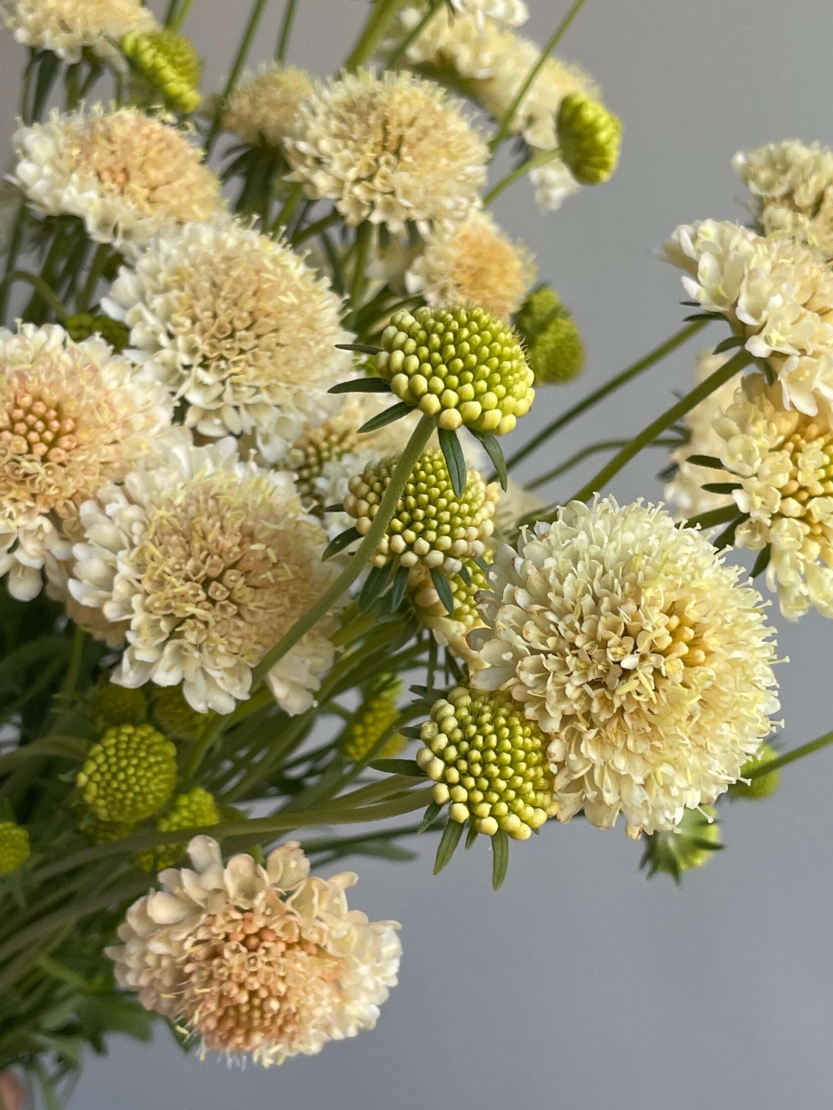 Scabiosa Fata Morgana