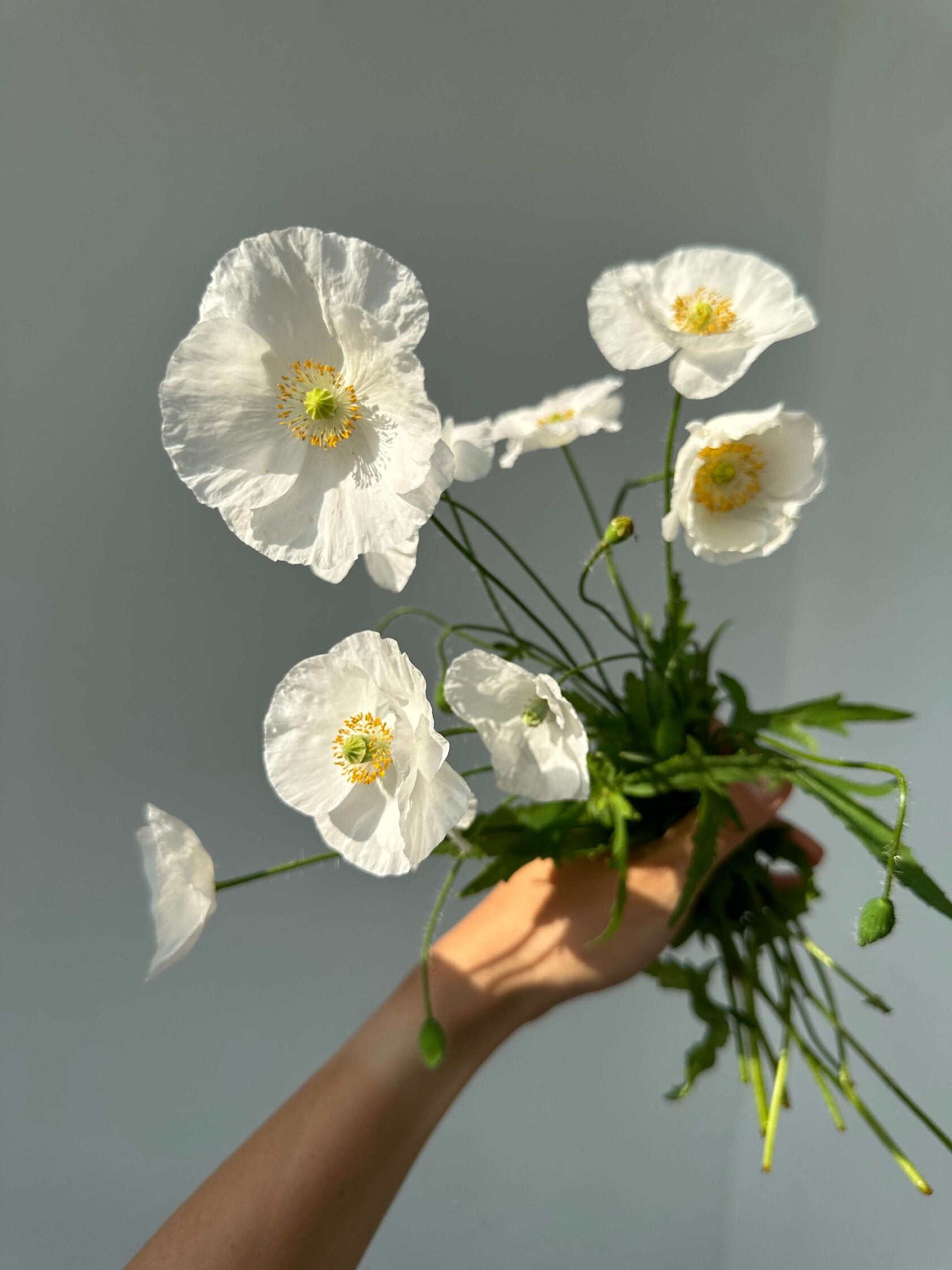 Shirley Poppy Bridal Silk
