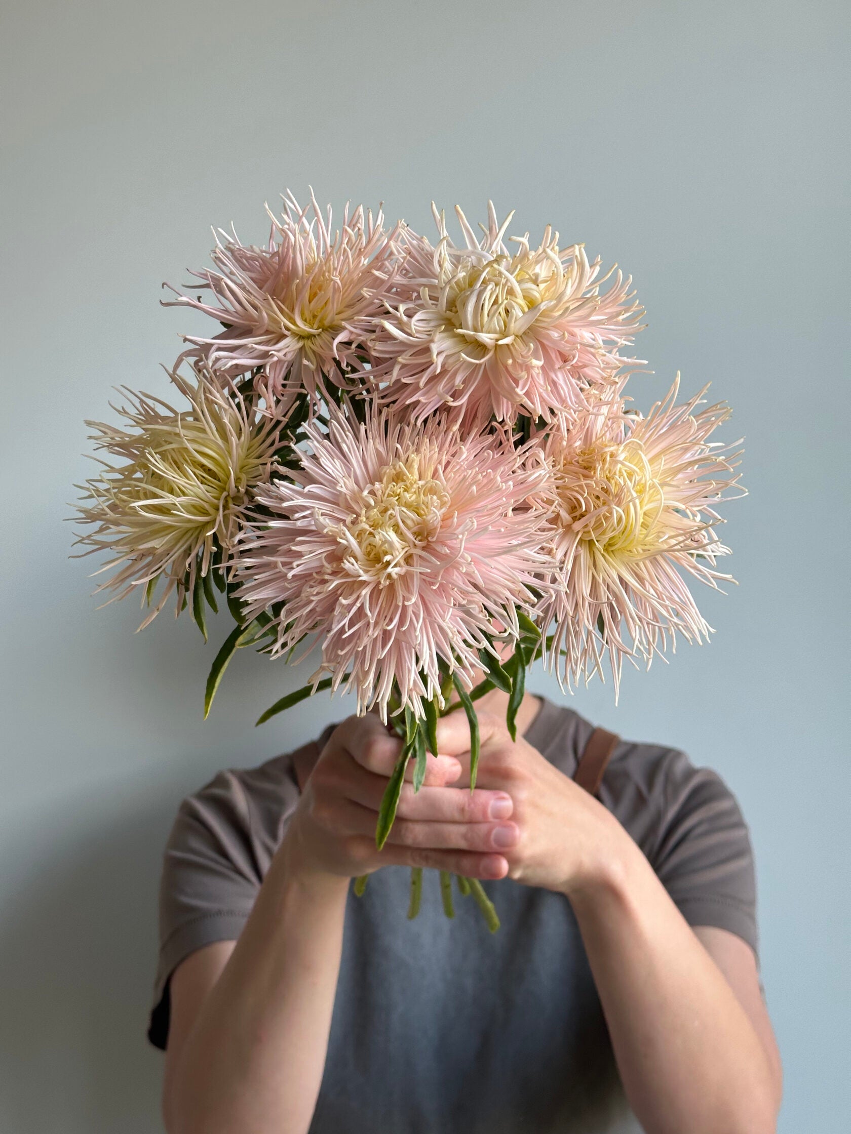 Aster Valkyrie Brunhilde Chamois
