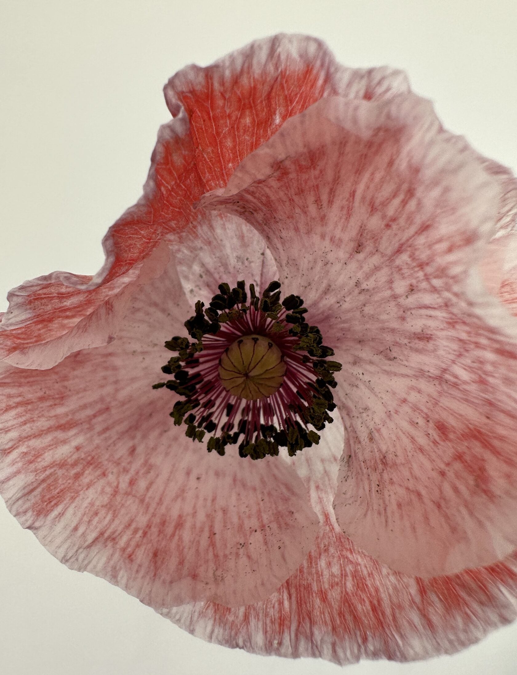 Shirley Poppy Dawn Chorus