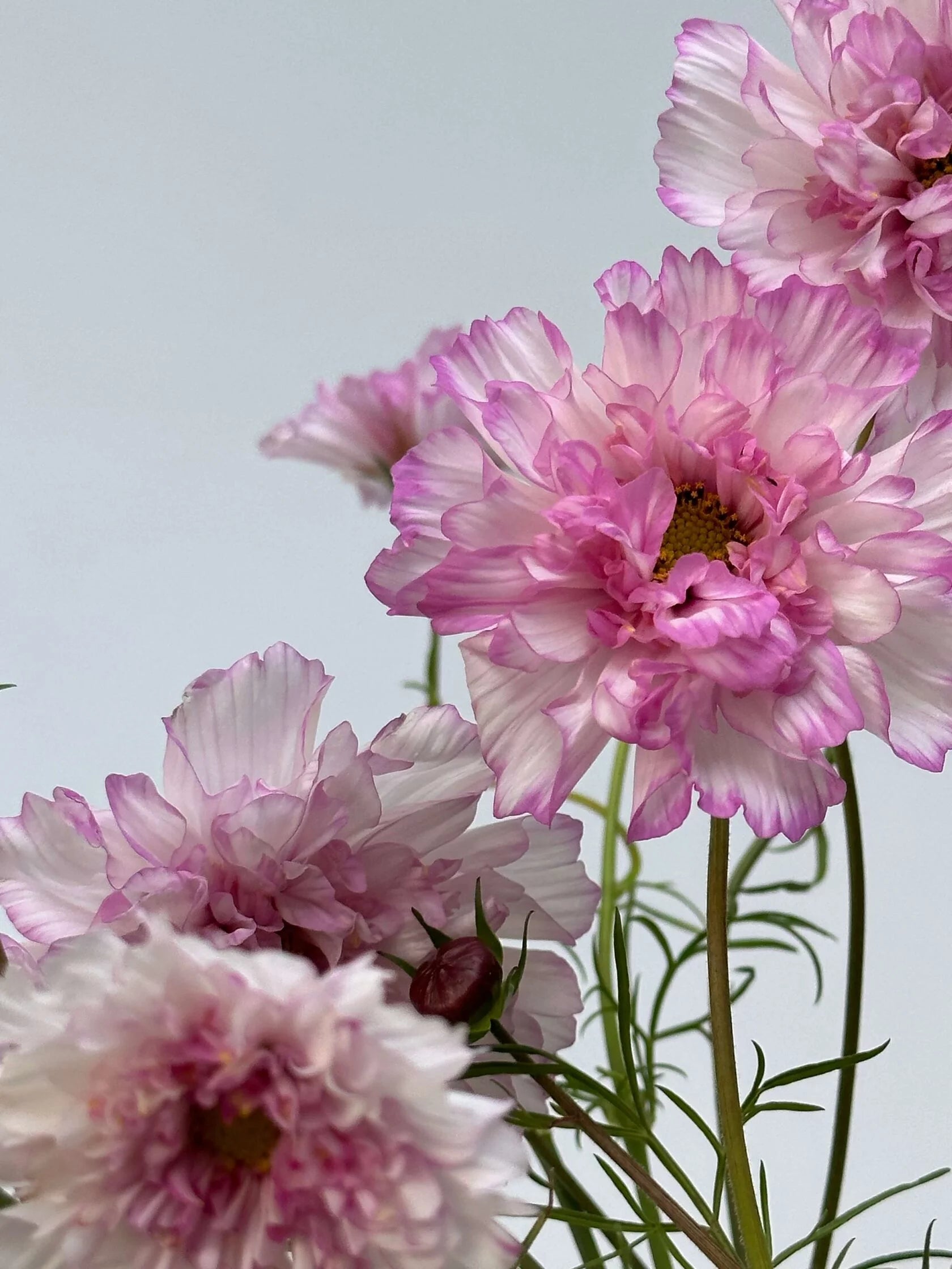 Cosmos Double Click Bicolour Rose