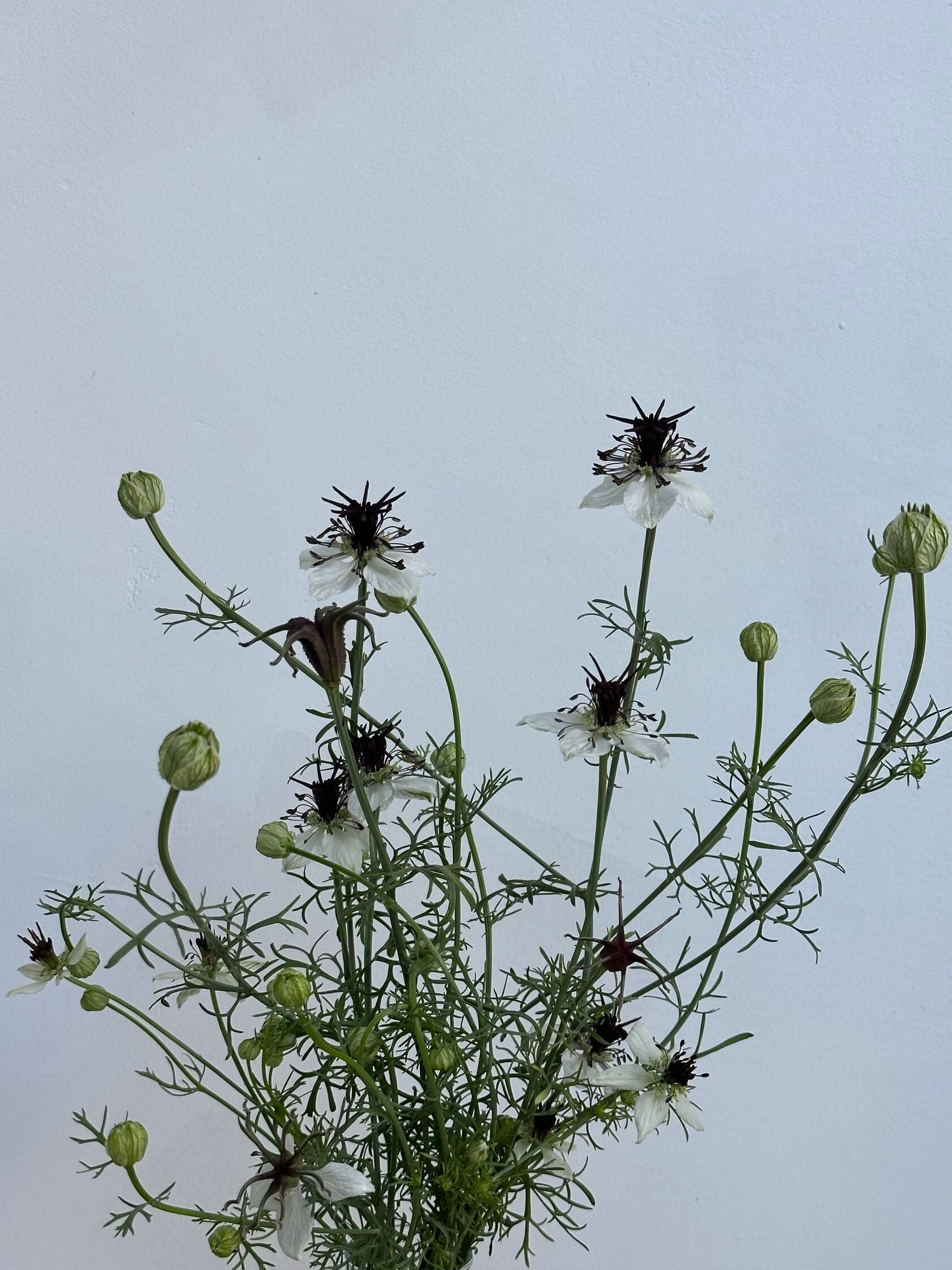 Nigella African Bride