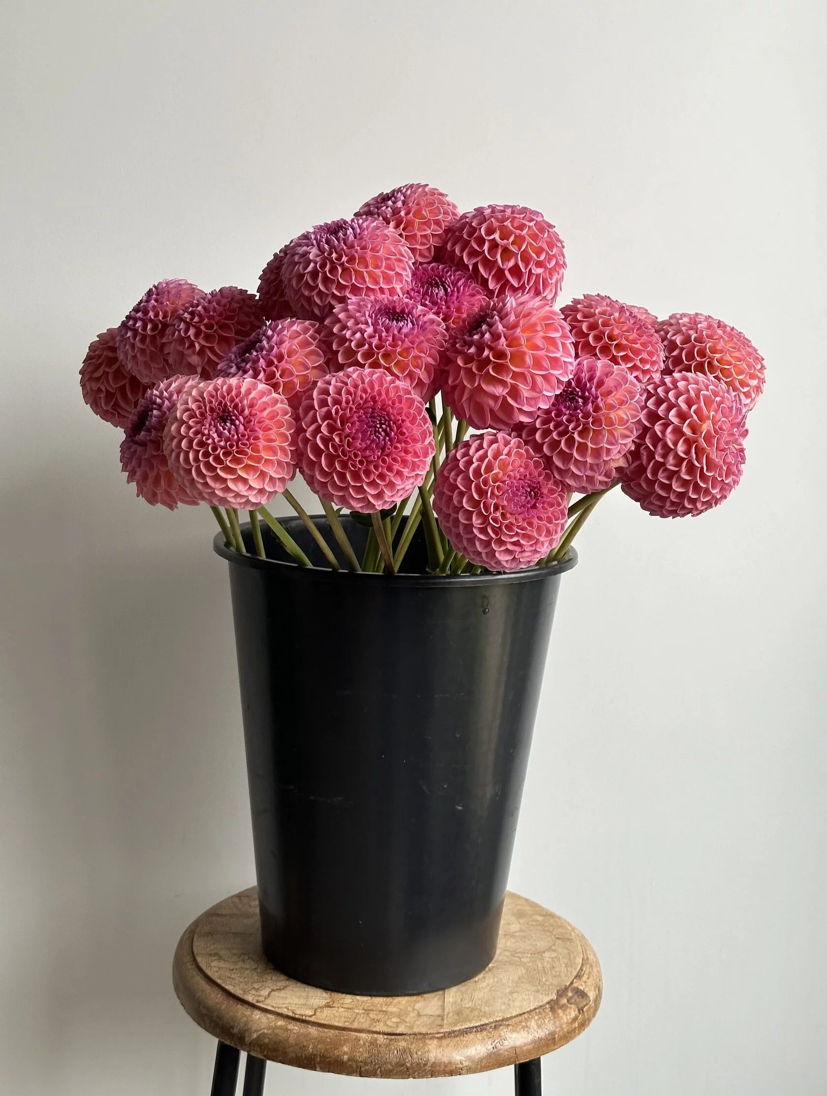 Dahlia Jowey Winnie