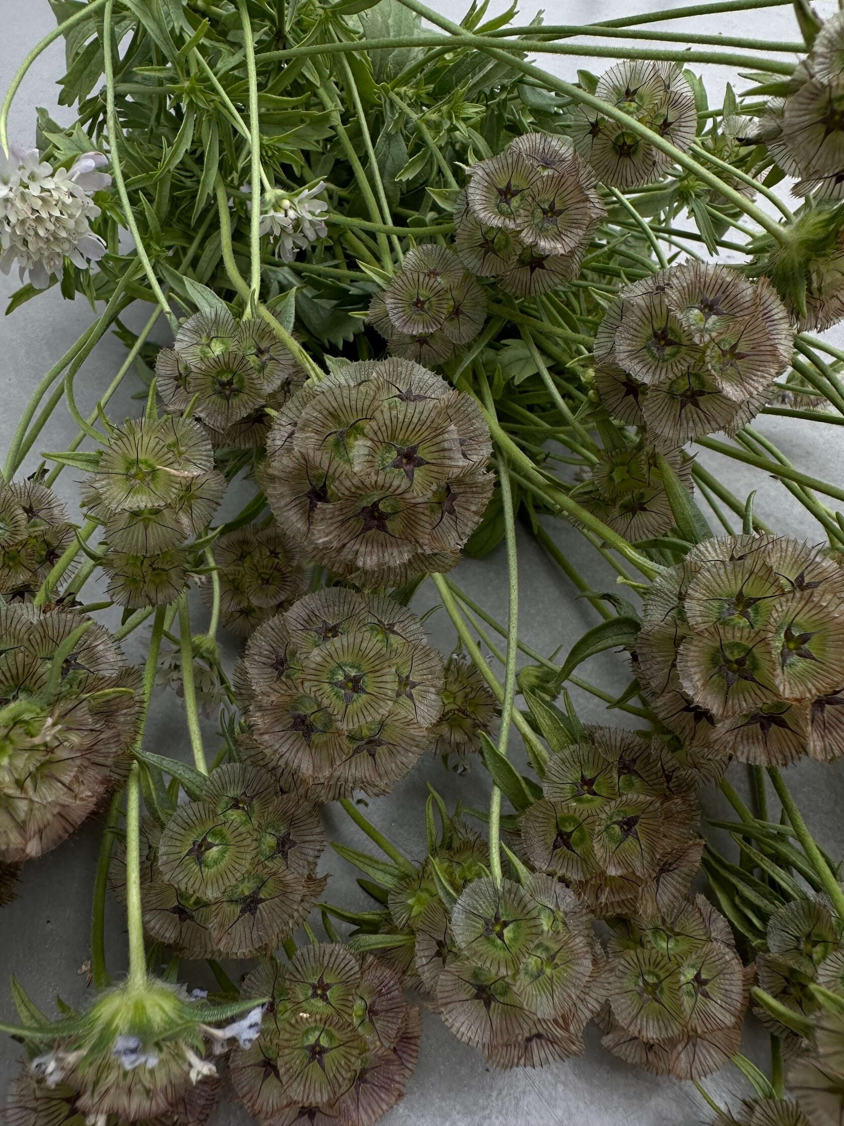 Scabiosa Stellata Satellite