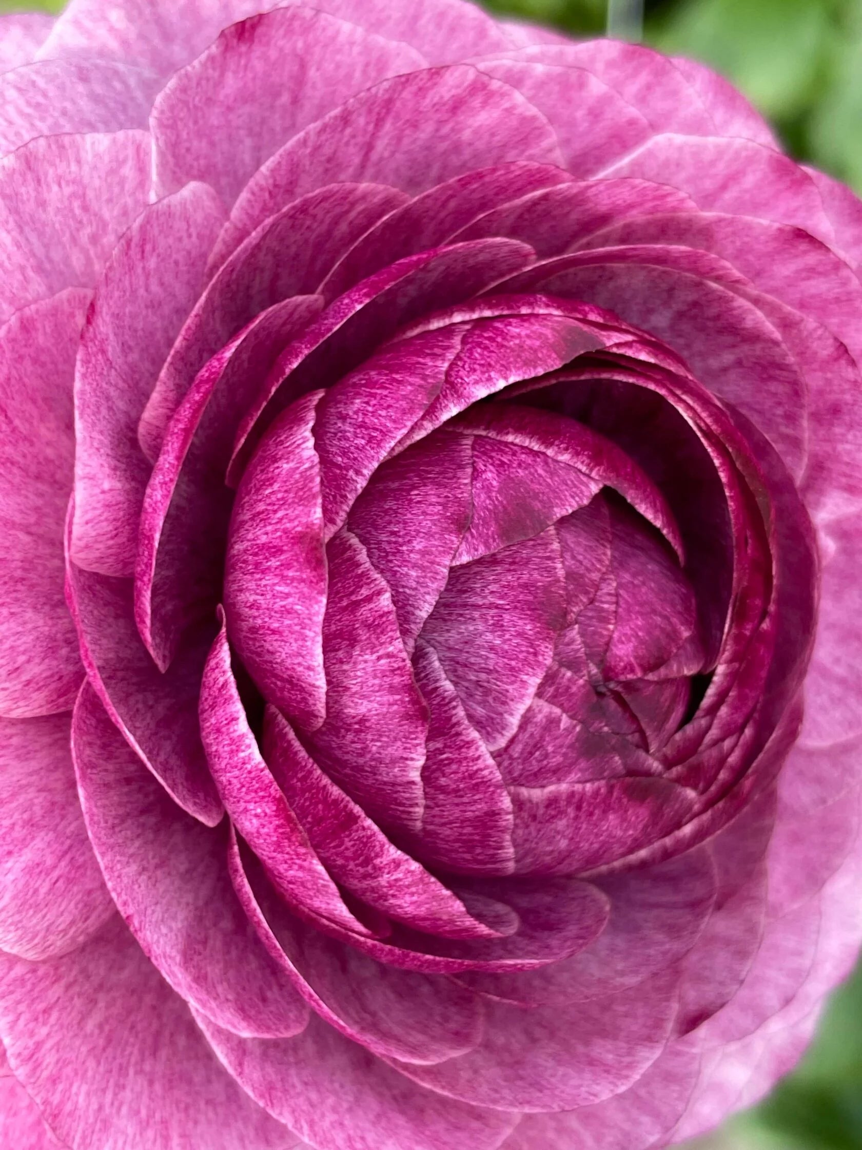 Ranunculus Viola