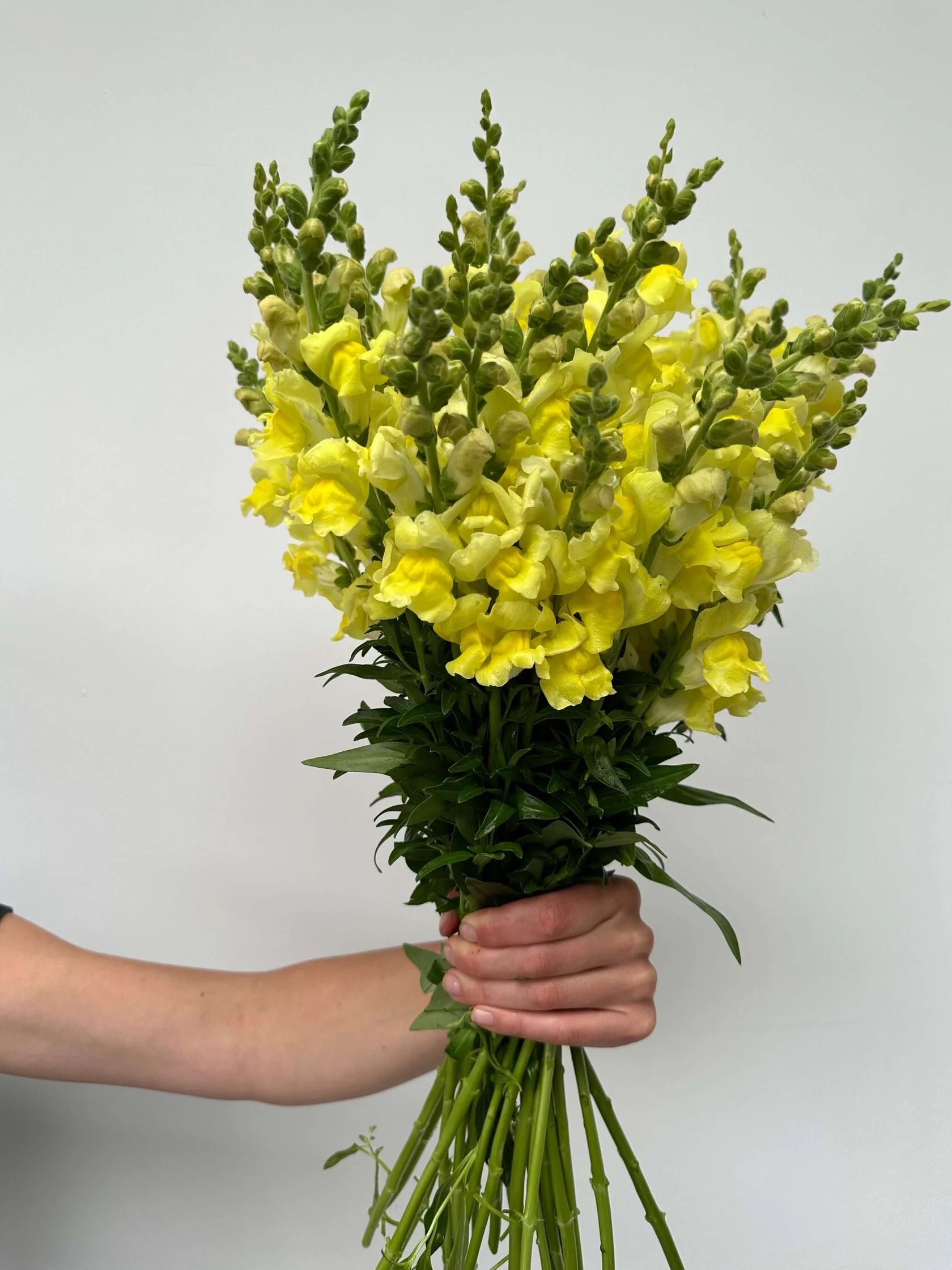 Antirrhinum Rocket F1 Gold