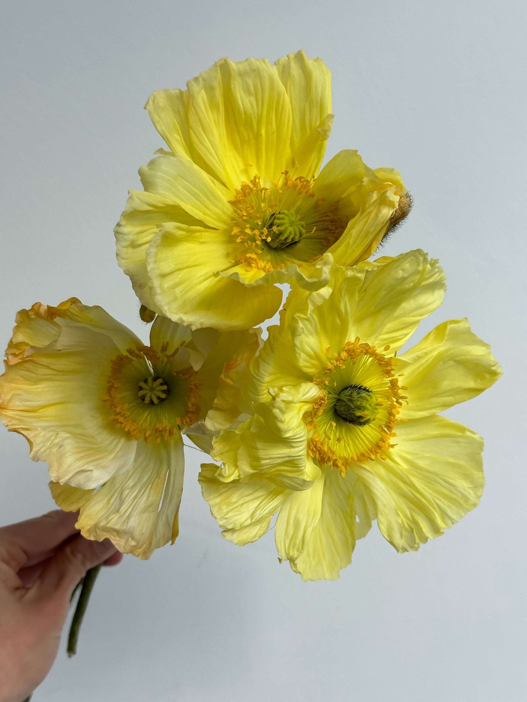 Iceland Poppy Colibri Soft Yellow