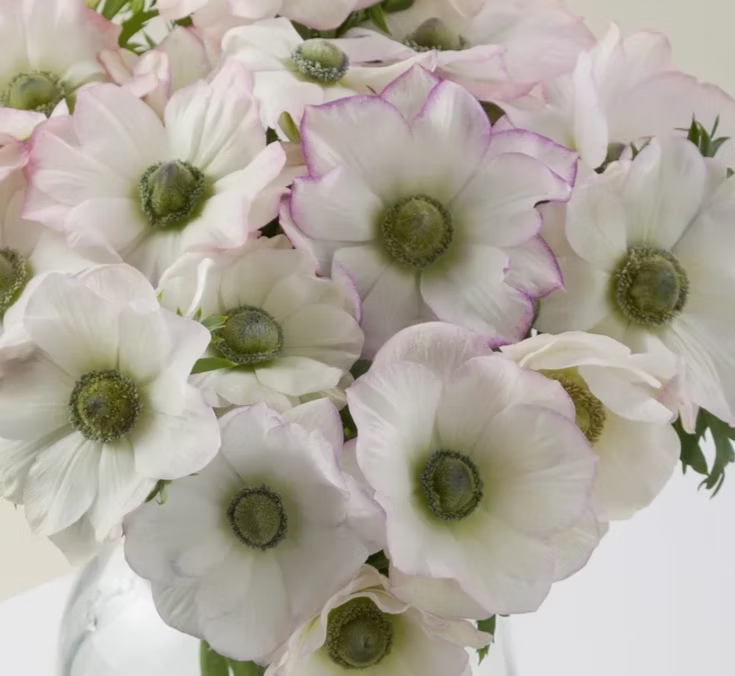 Anemone Edge