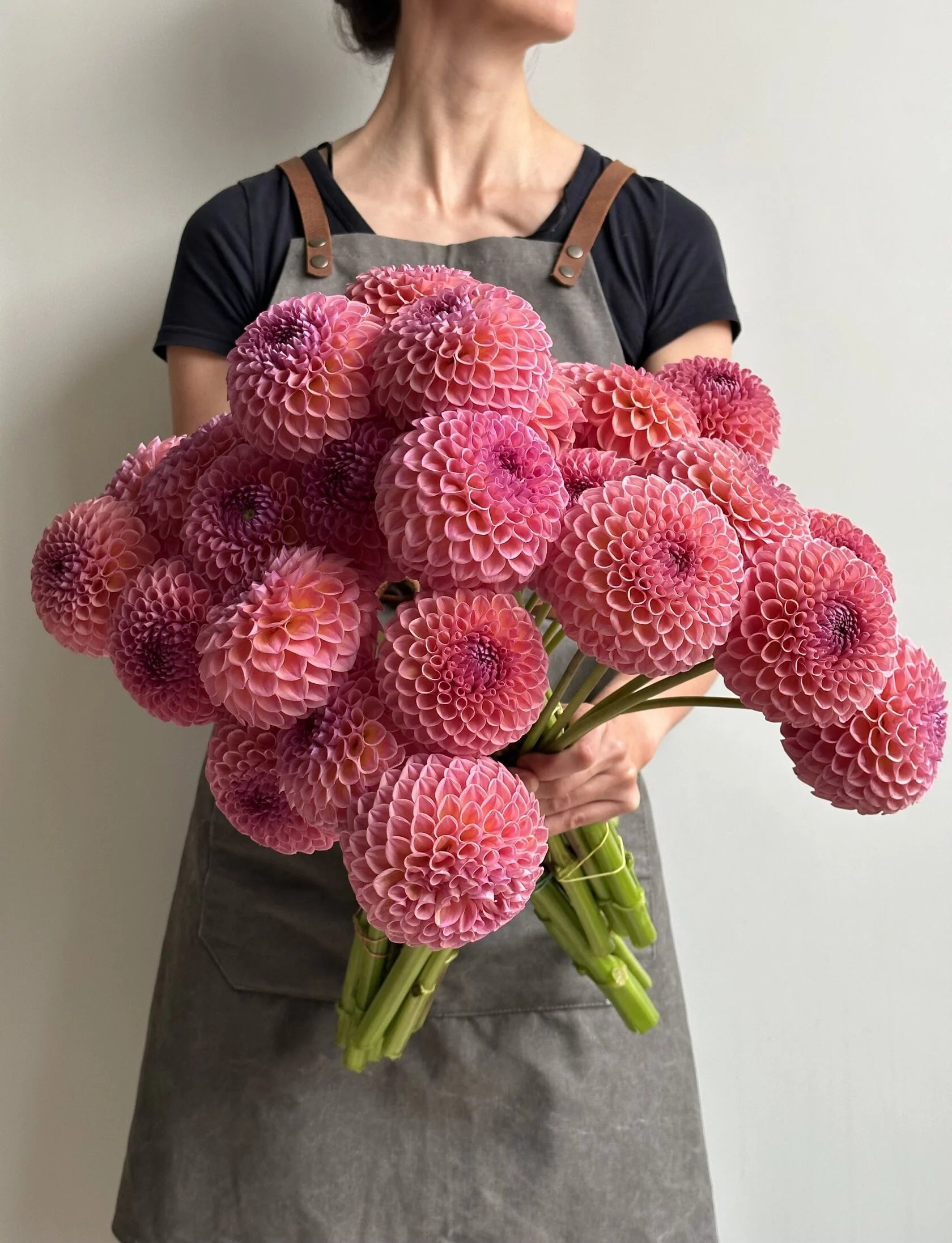 Dahlia Jowey Winnie