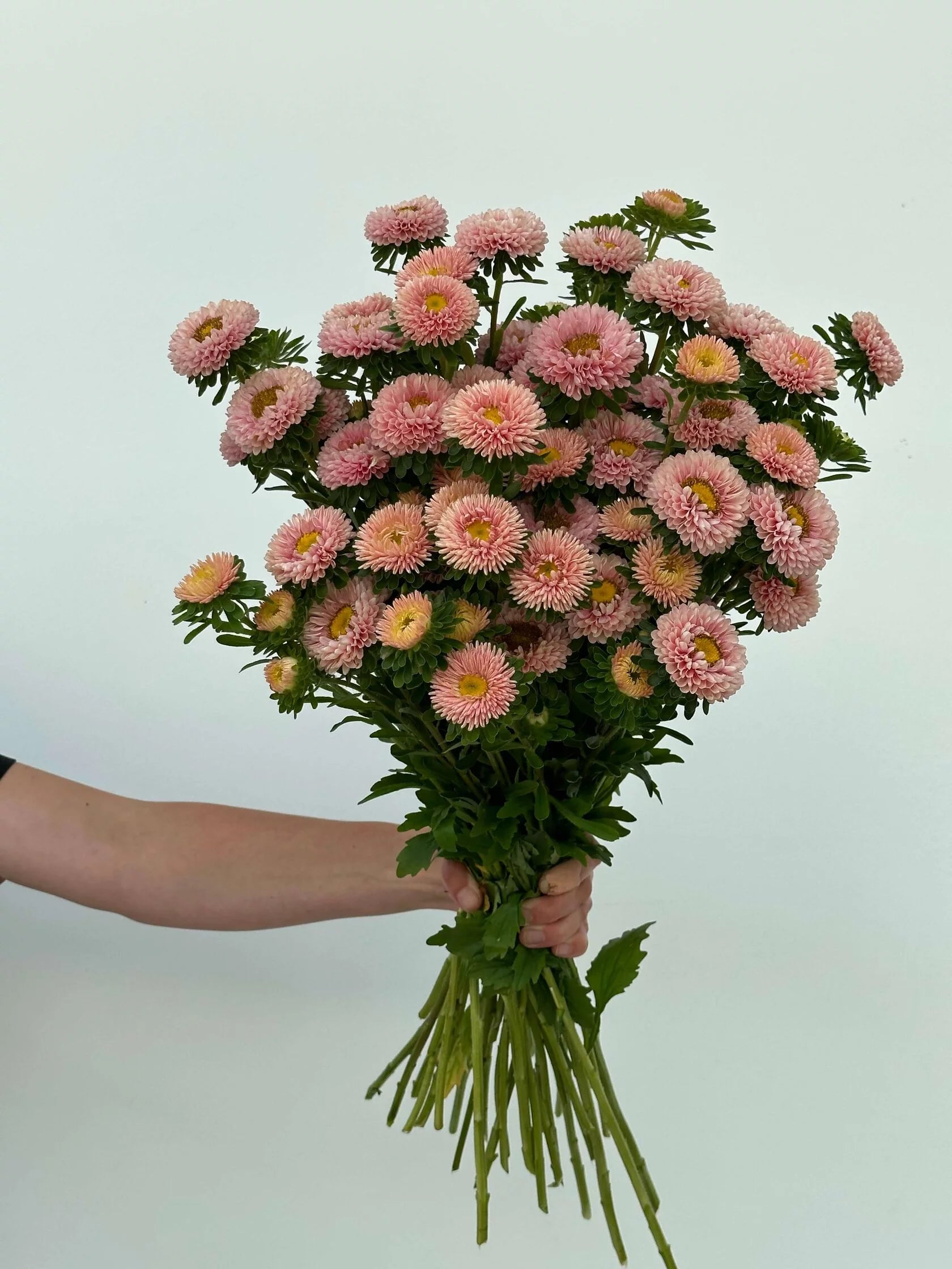 Aster Matsumoto Apricot
