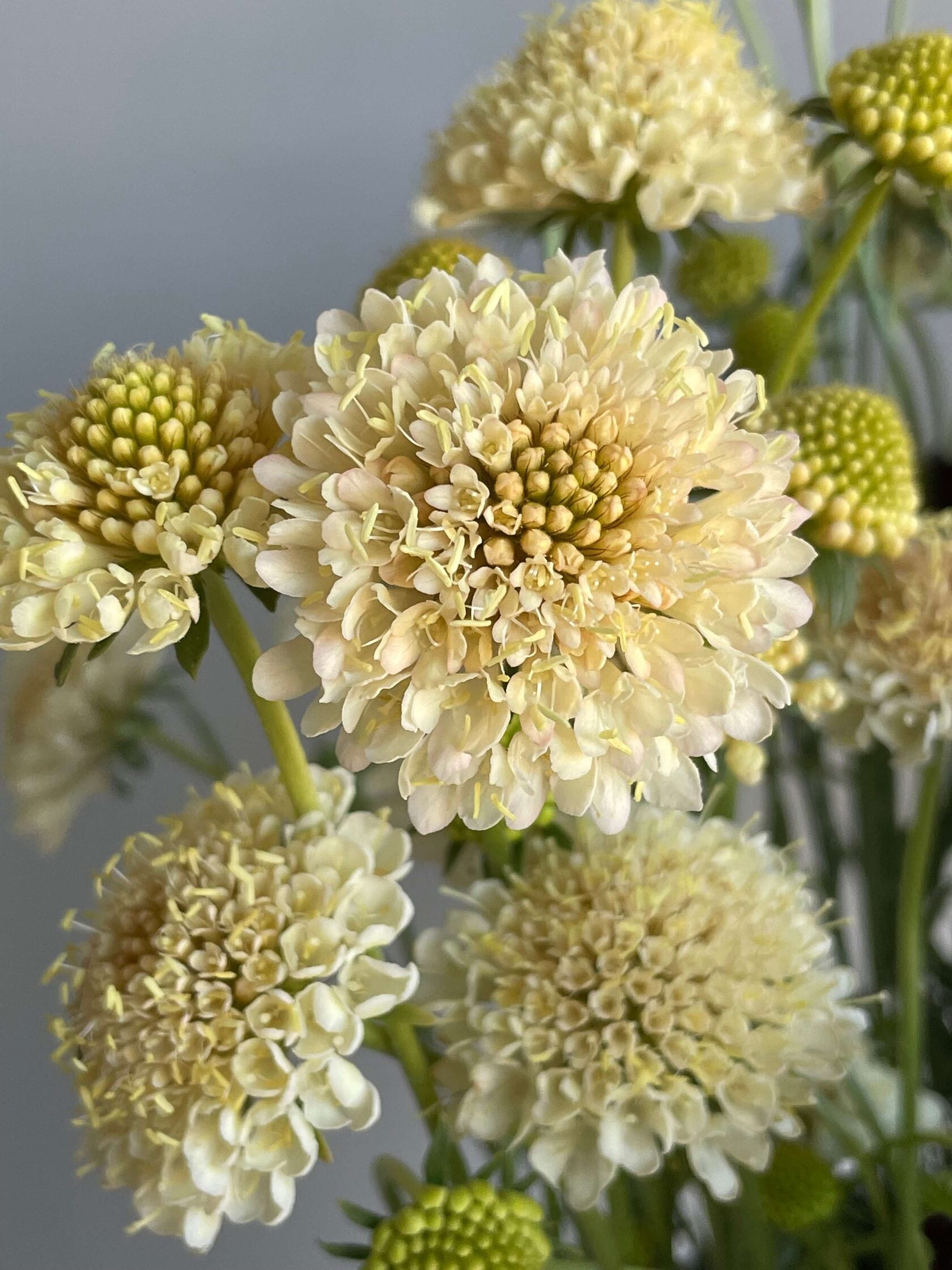 Scabiosa Fata Morgana