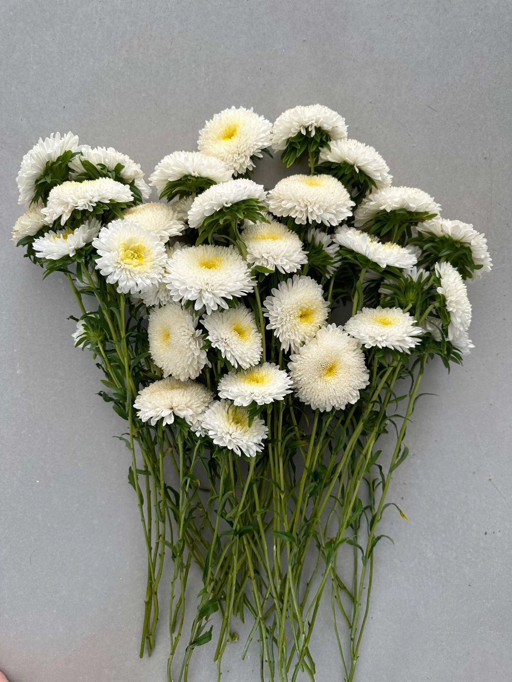 Aster Creamy White