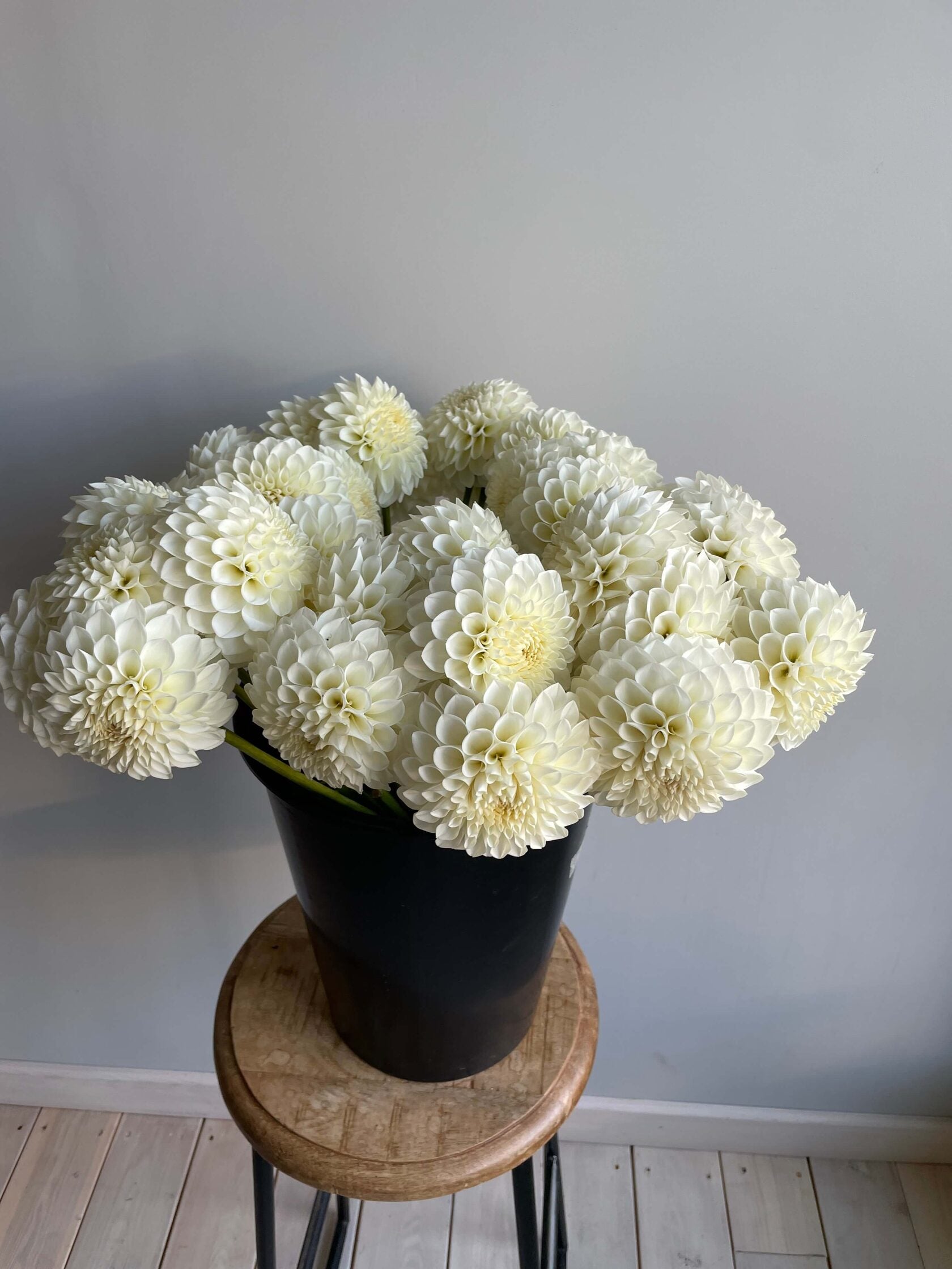 Dahlia Boom Boom White