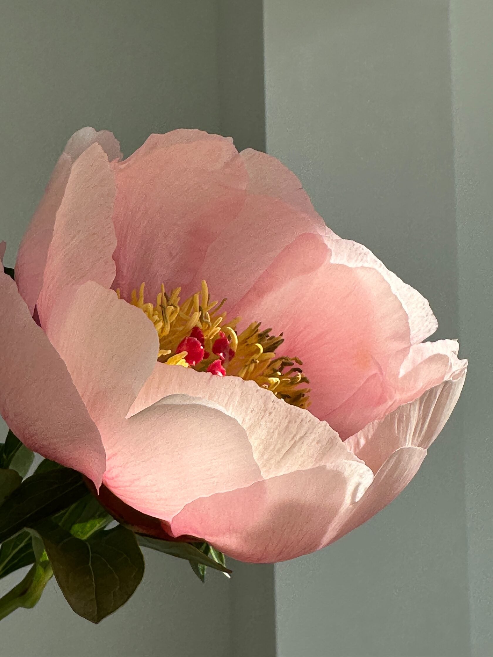 Peony Soft salmon saucer