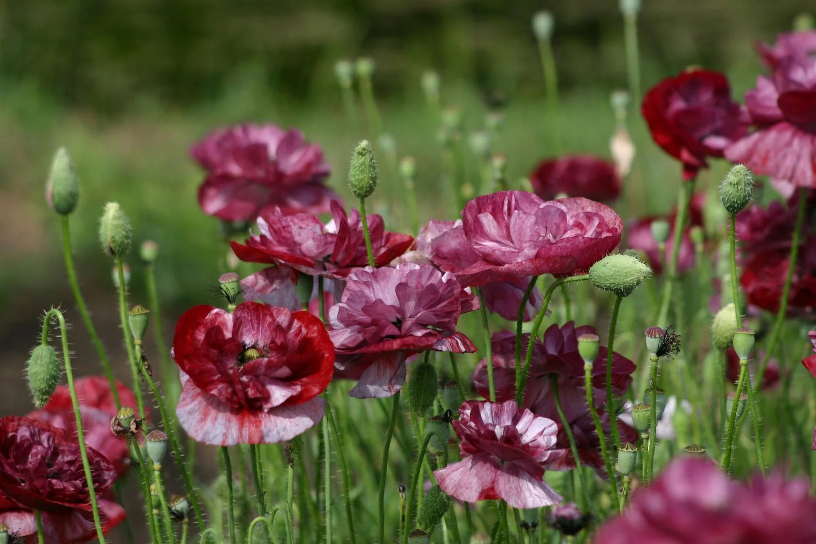 Shirley Poppy Pandora