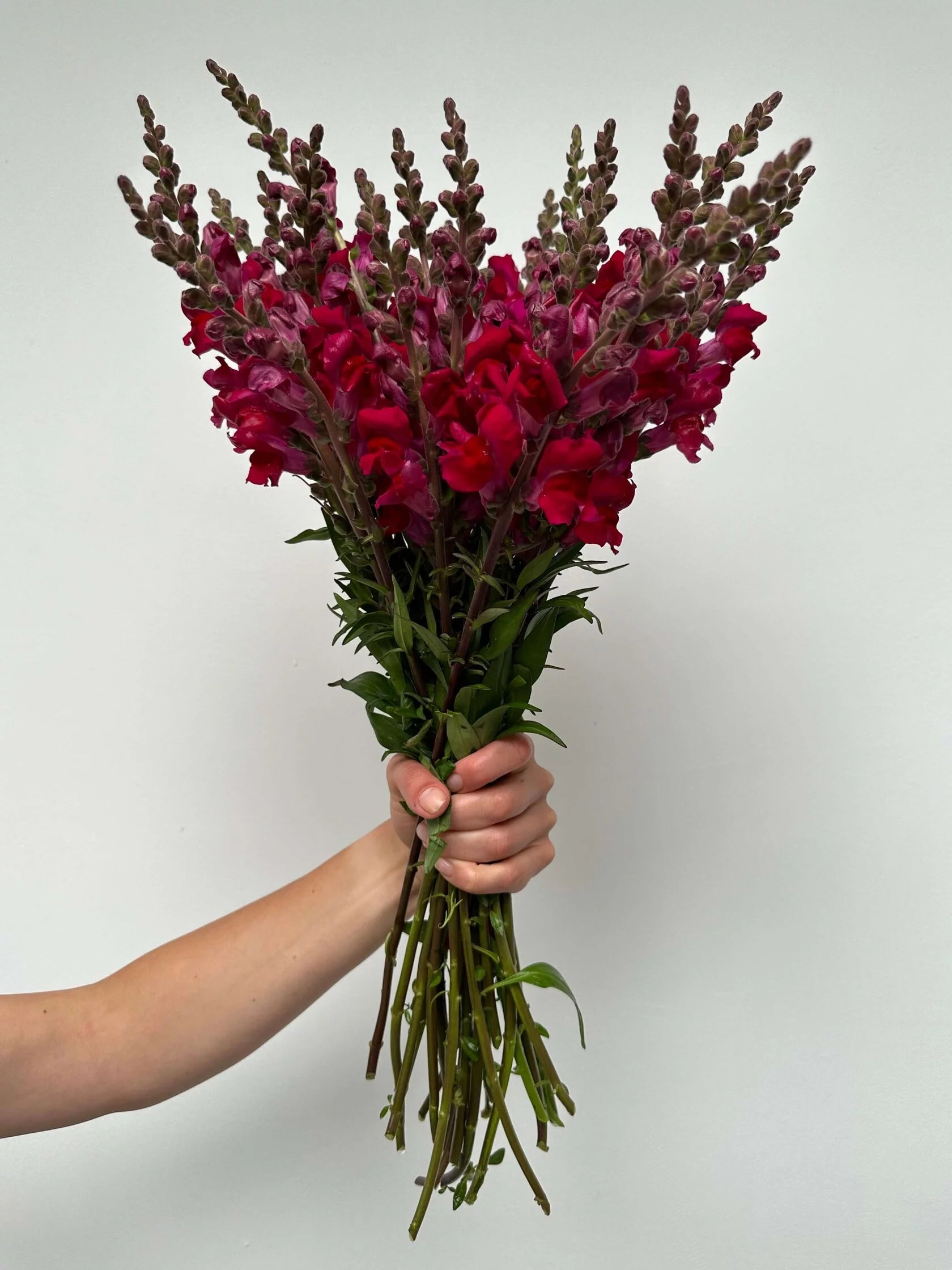 Antirrhinum Costa Summer Velvet