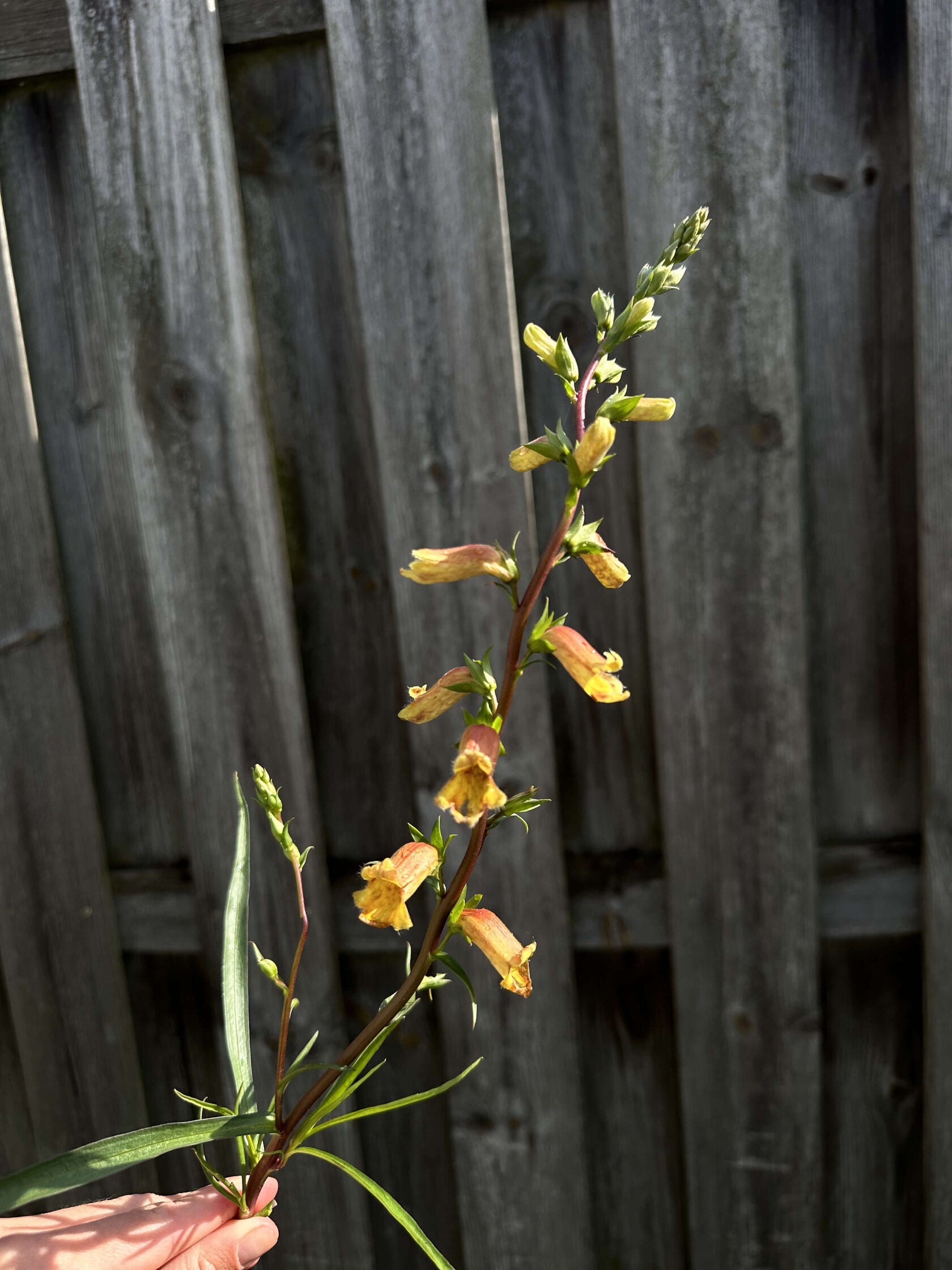 Digitalis Obscura Sunset