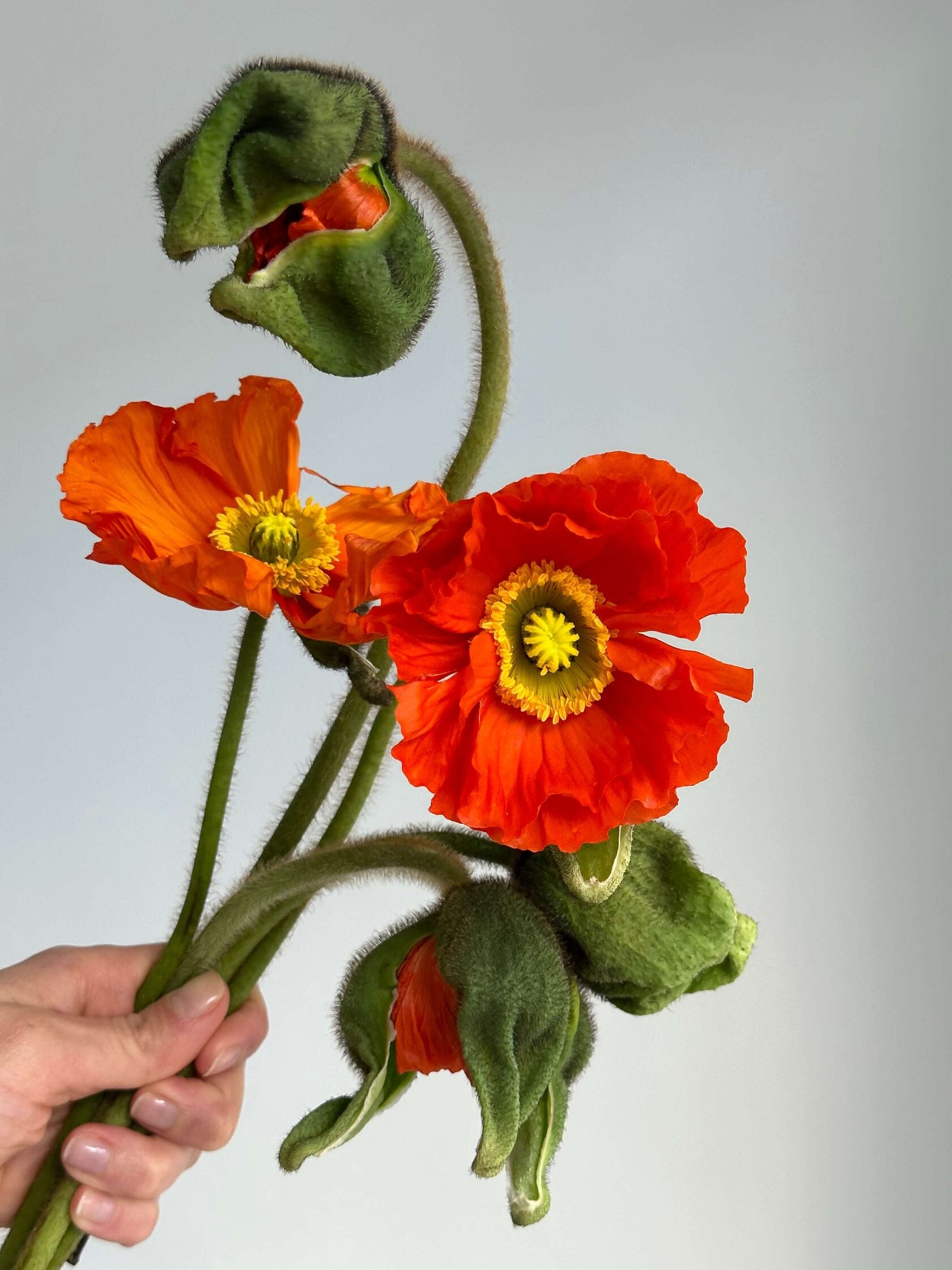 Iceland Poppy Colibri Red