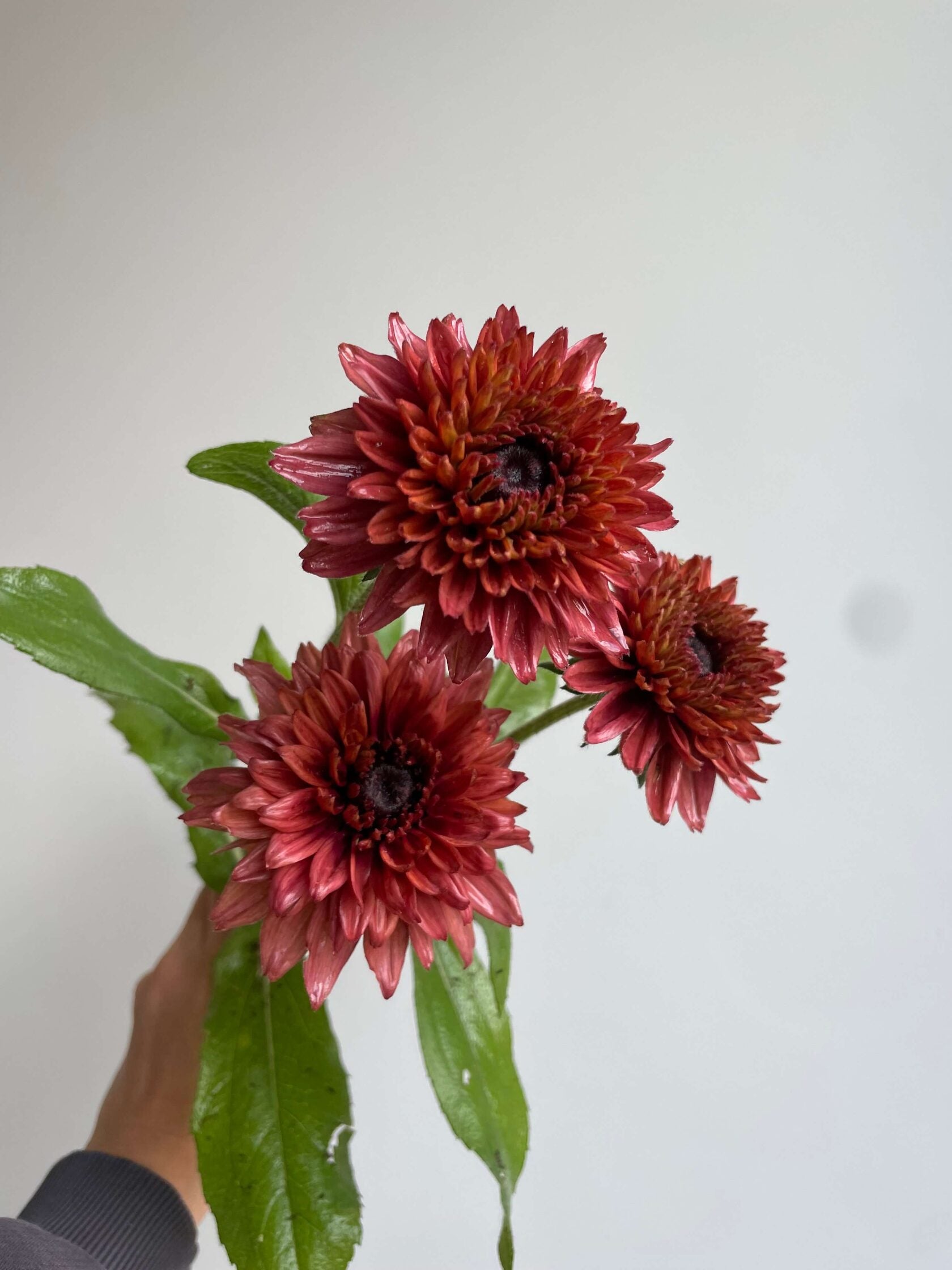 Rudbeckia Sahara
