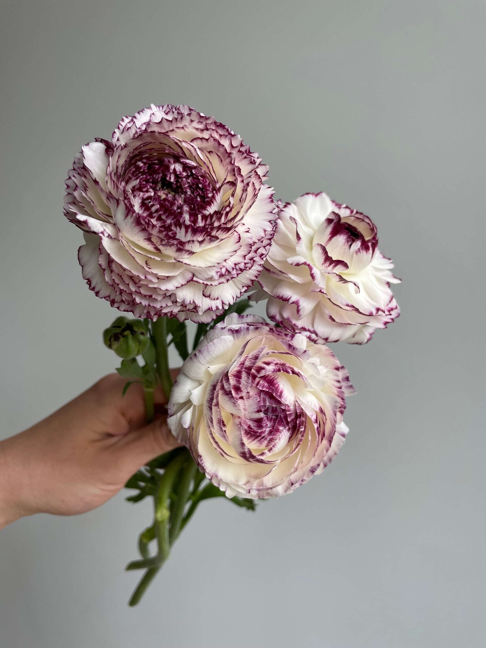 Ranunculus Bianco Striato