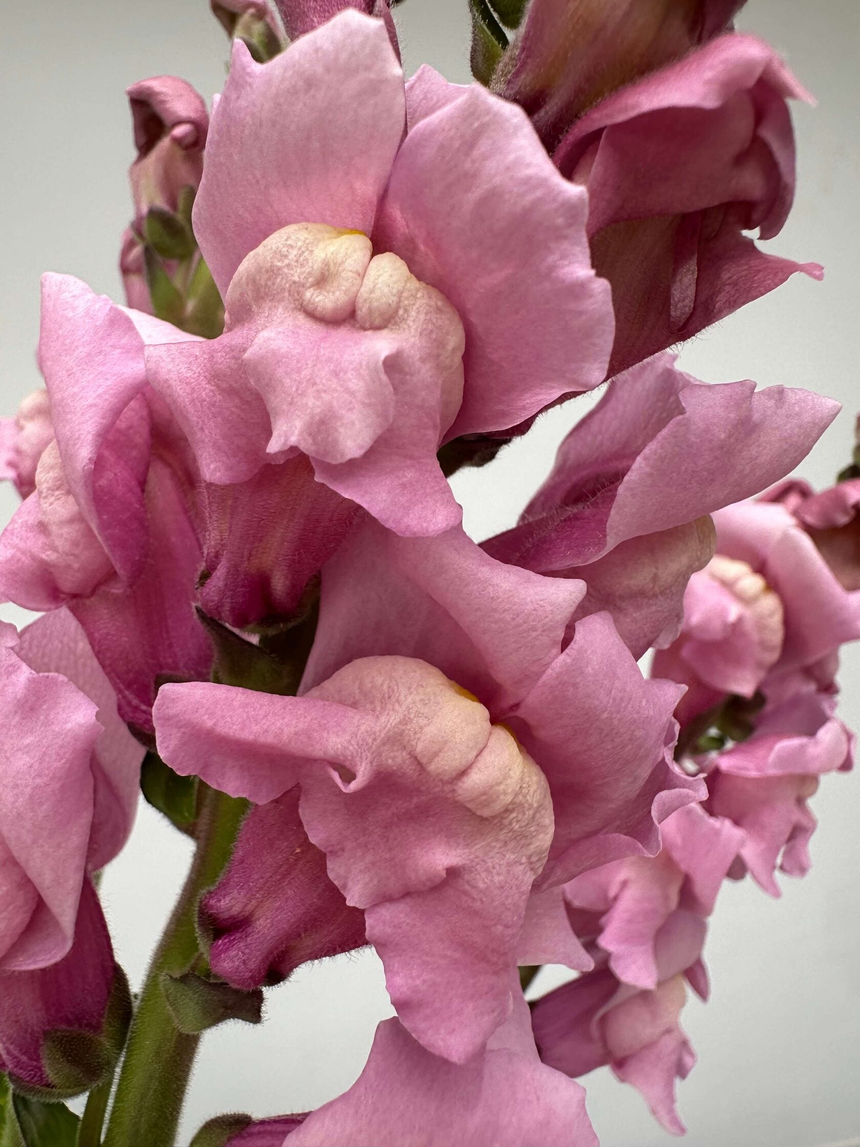 Antirrhinum Costa Summer Lavender
