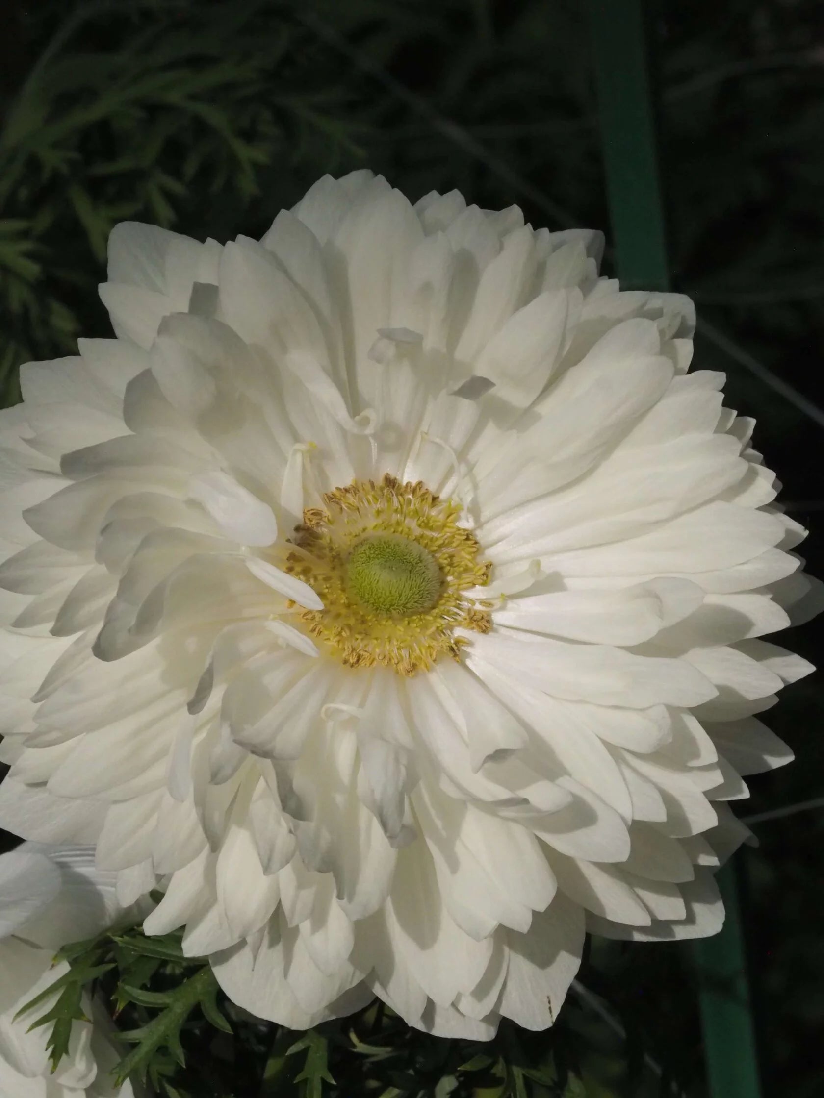 Anemone Levante Bianco