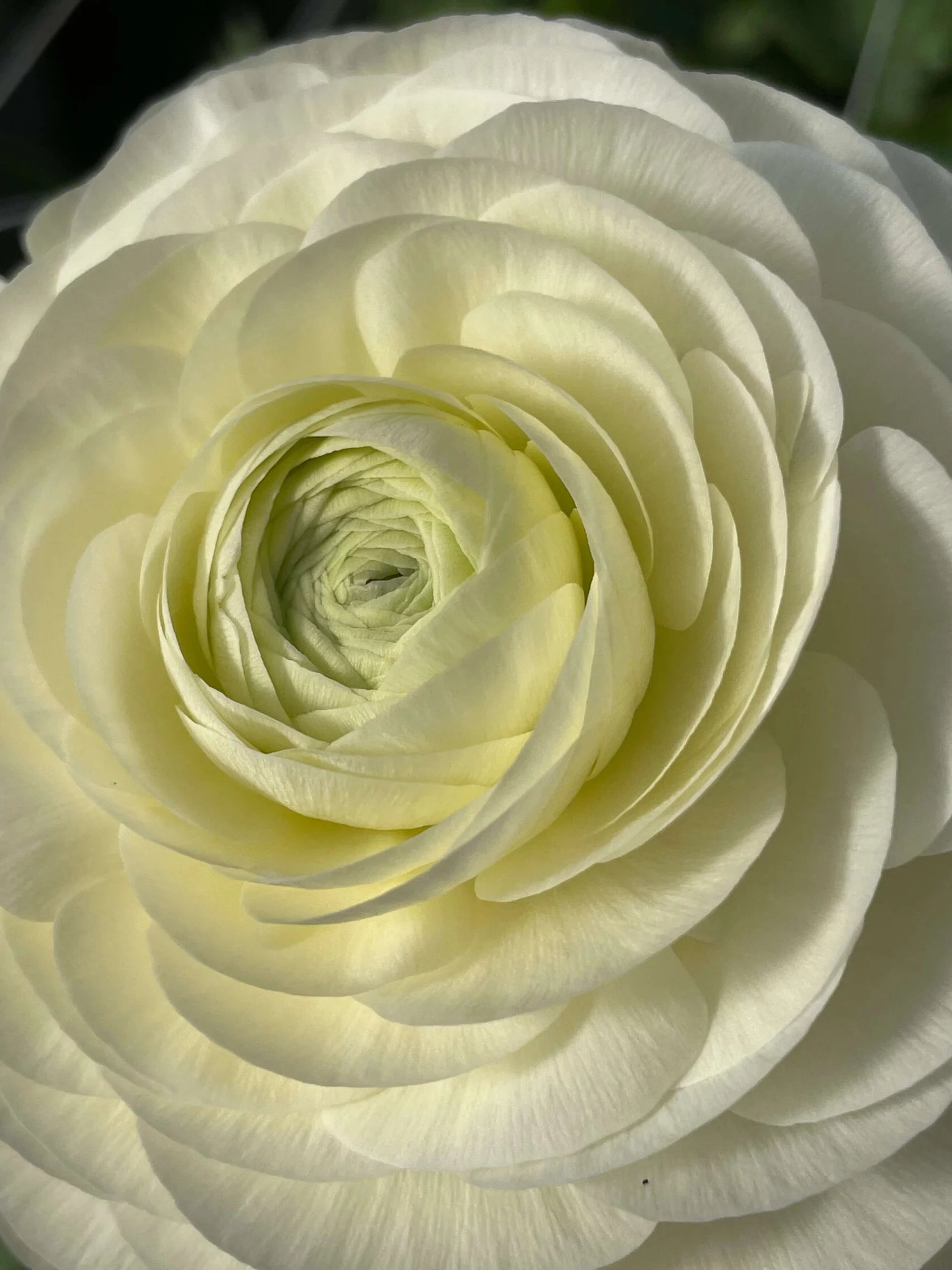 Ranunculus Crema