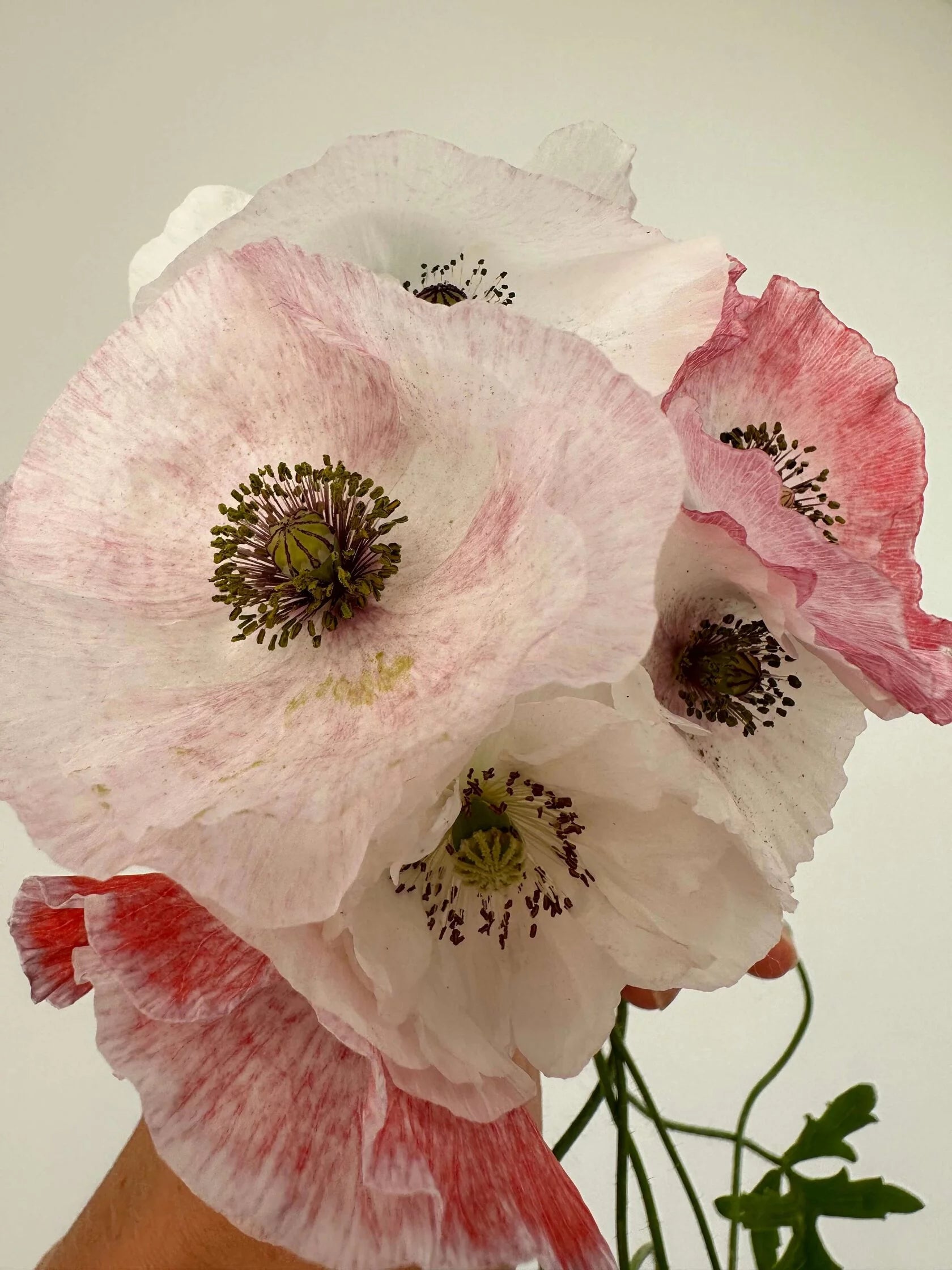 Shirley Poppy Mother of Pearl