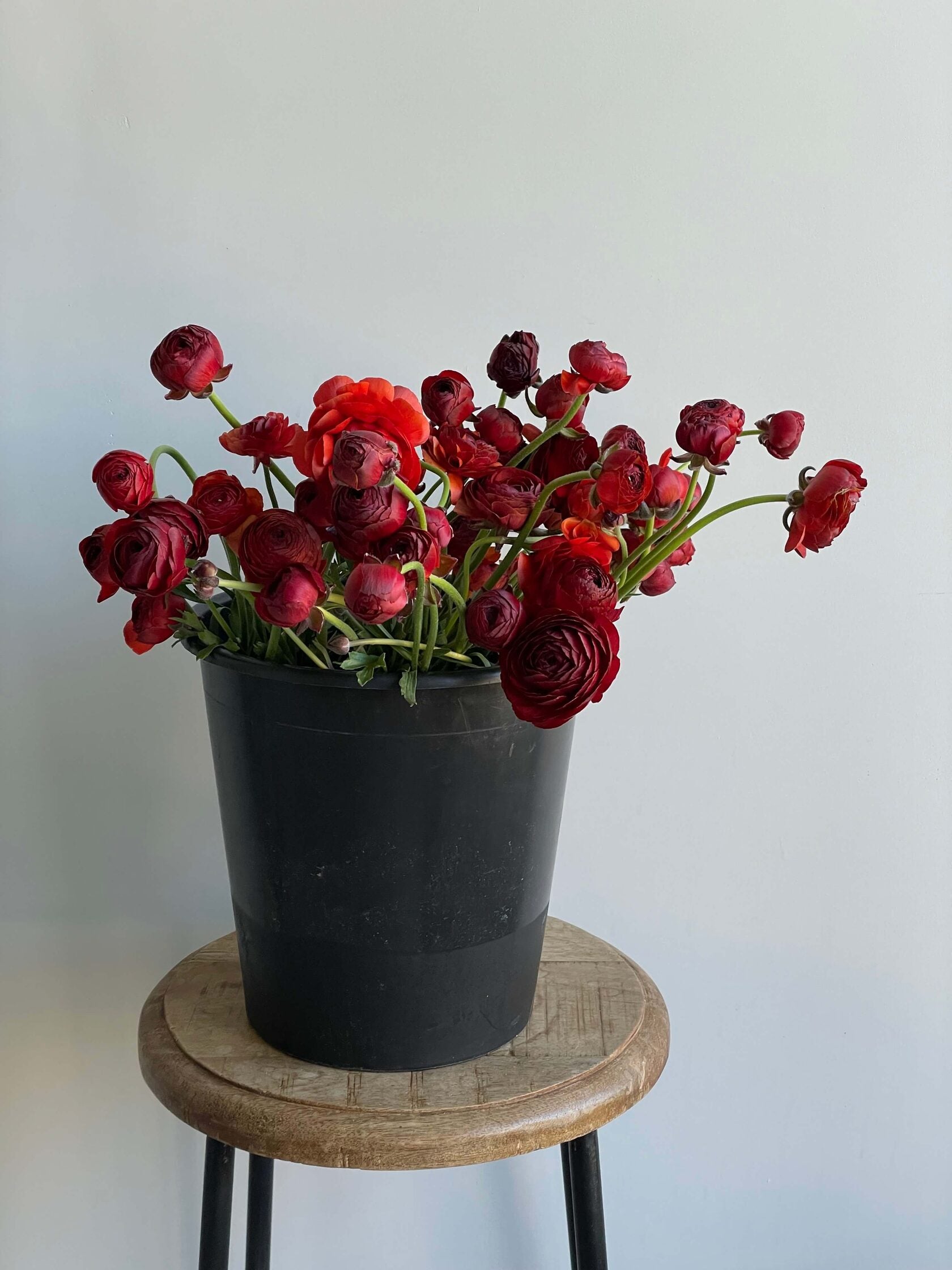 Ranunculus Cioccolato