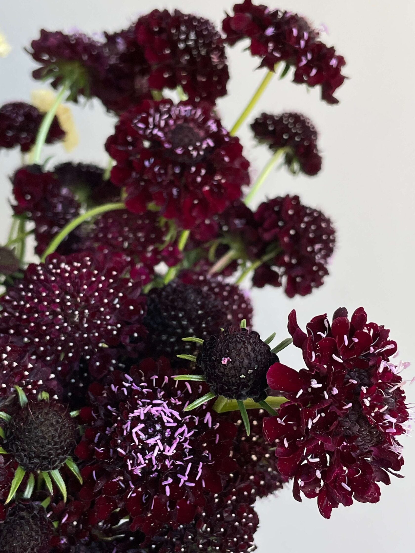Scabiosa Black Knight