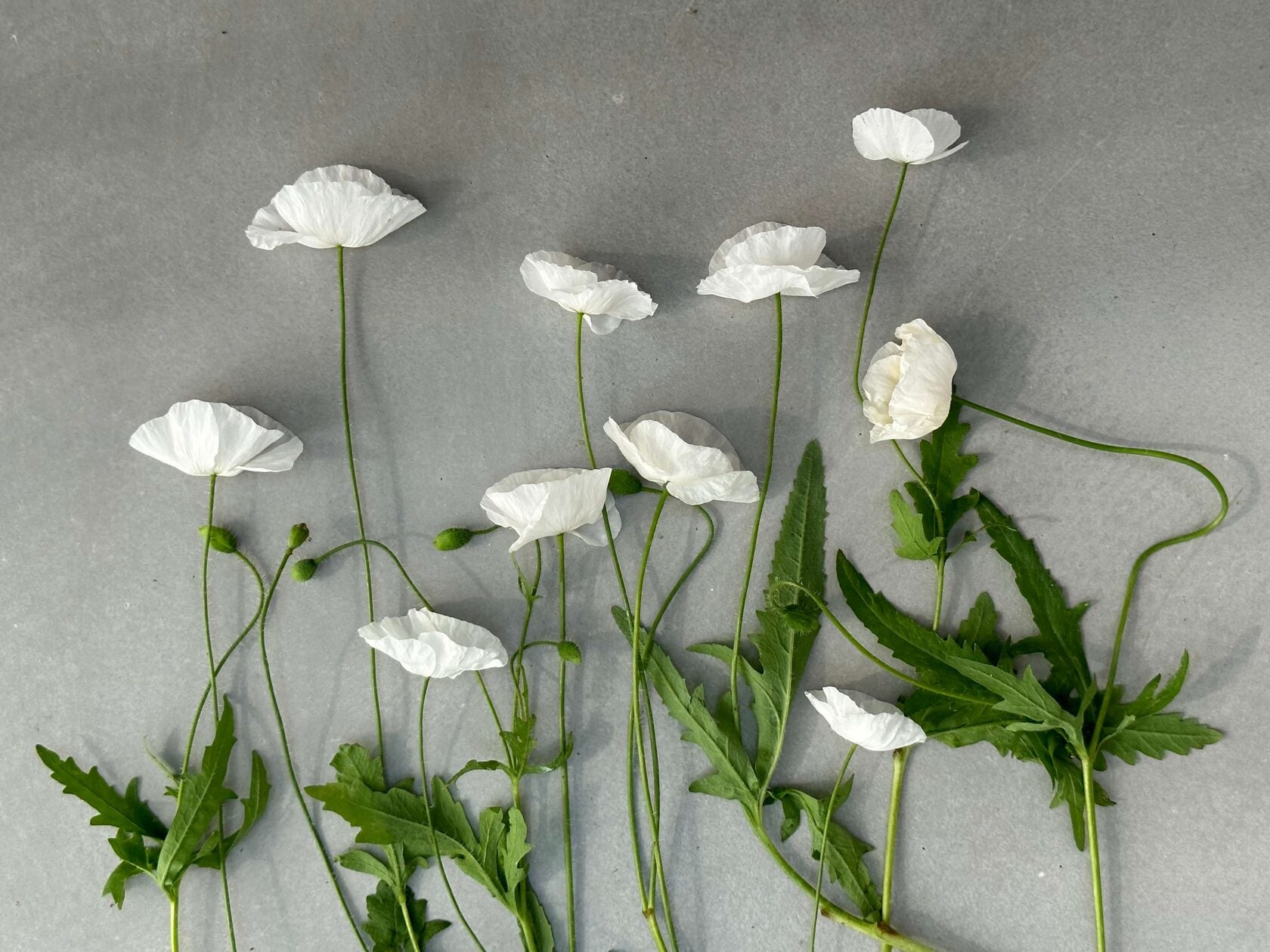 Shirley Poppy Bridal Silk