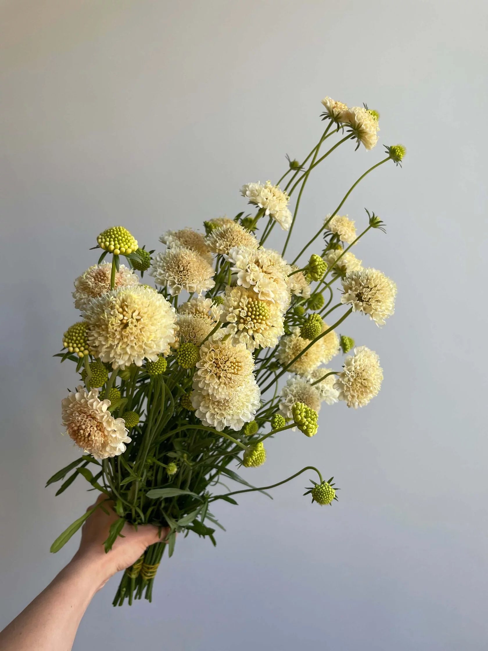 Scabiosa Fata Morgana
