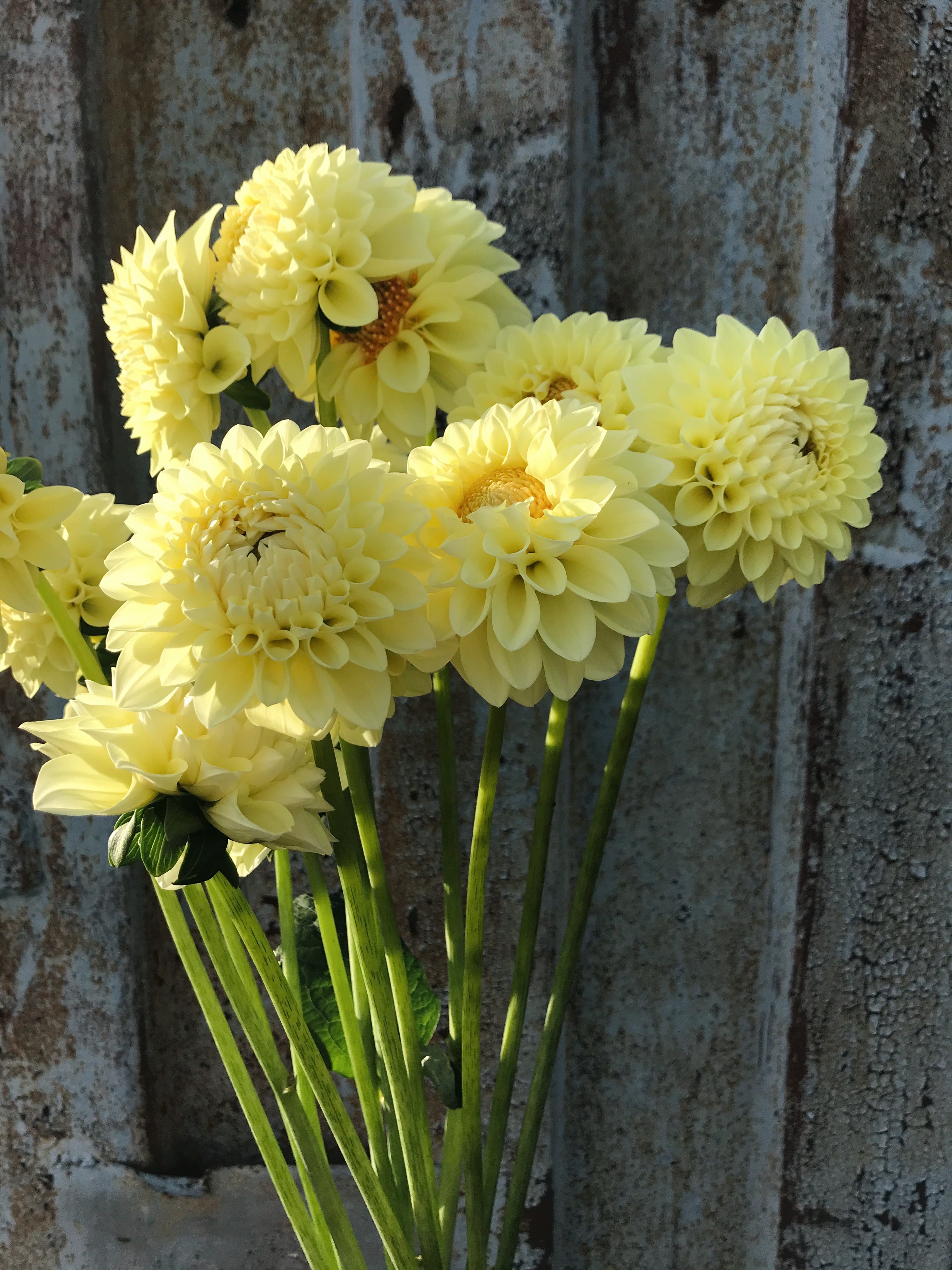 Dahlia Jowey Martina