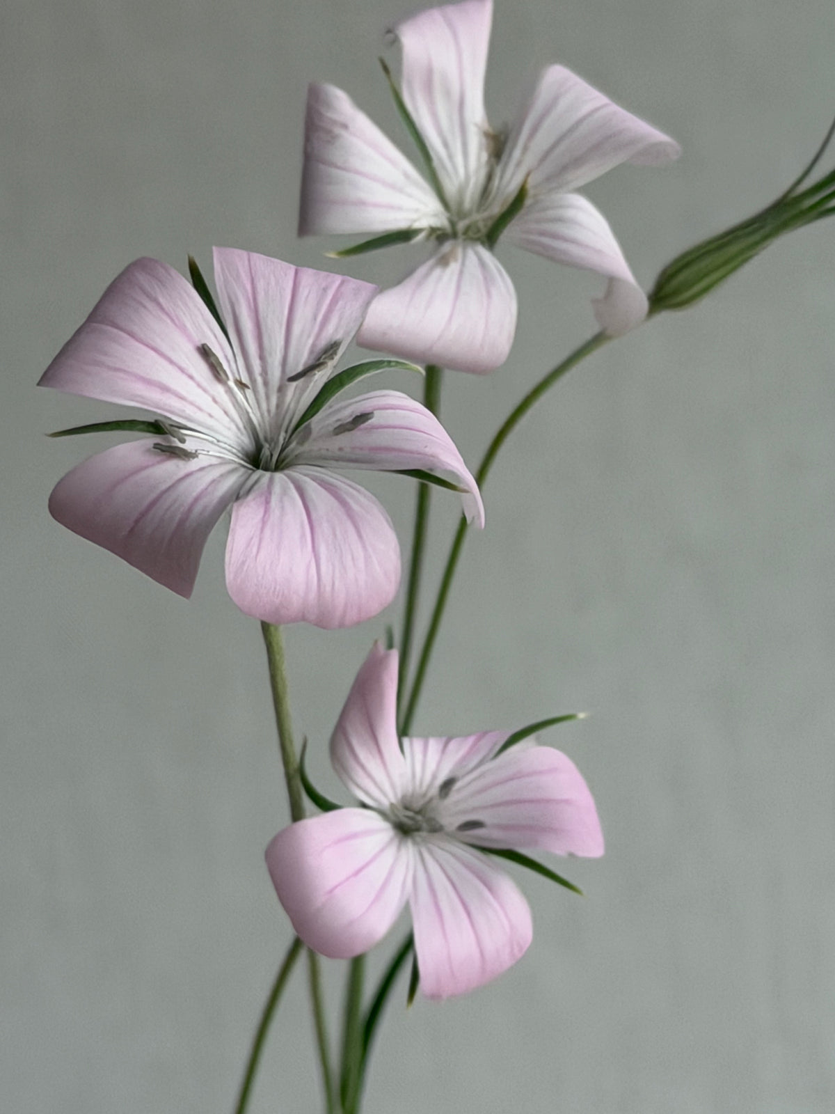 Agrostemma Blossom Pearl-FluffyFlower