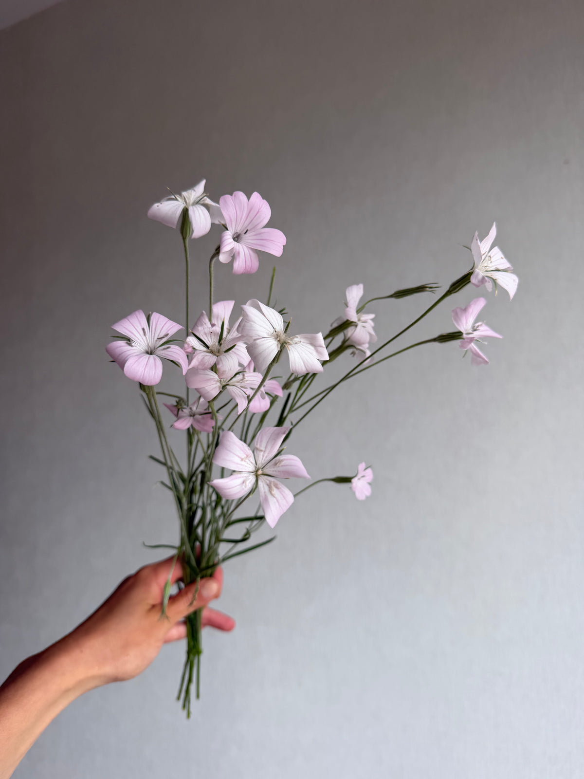 Agrostemma Blossom Pearl-FluffyFlower