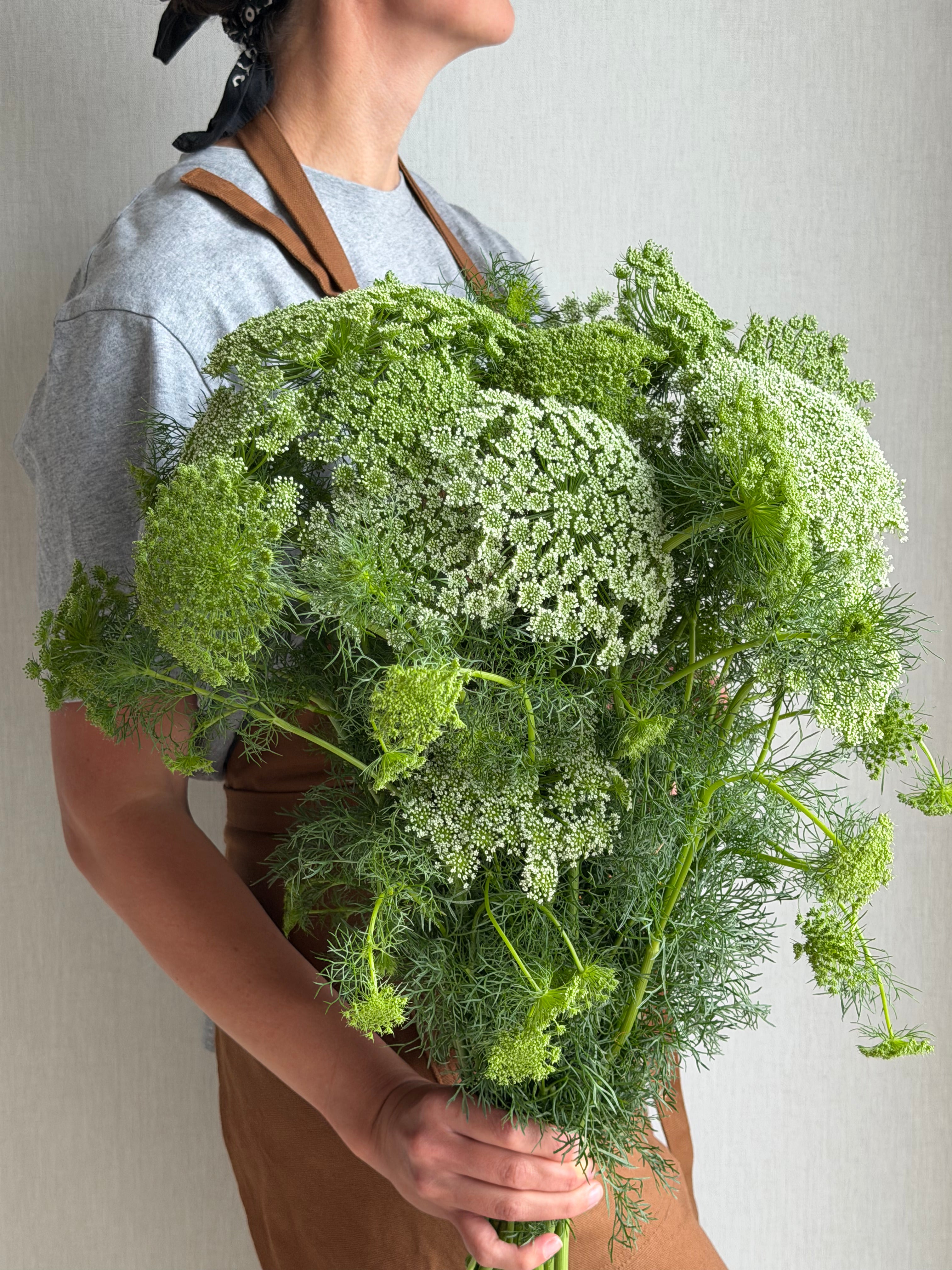 Ammi Visnaga - FluffyFlower