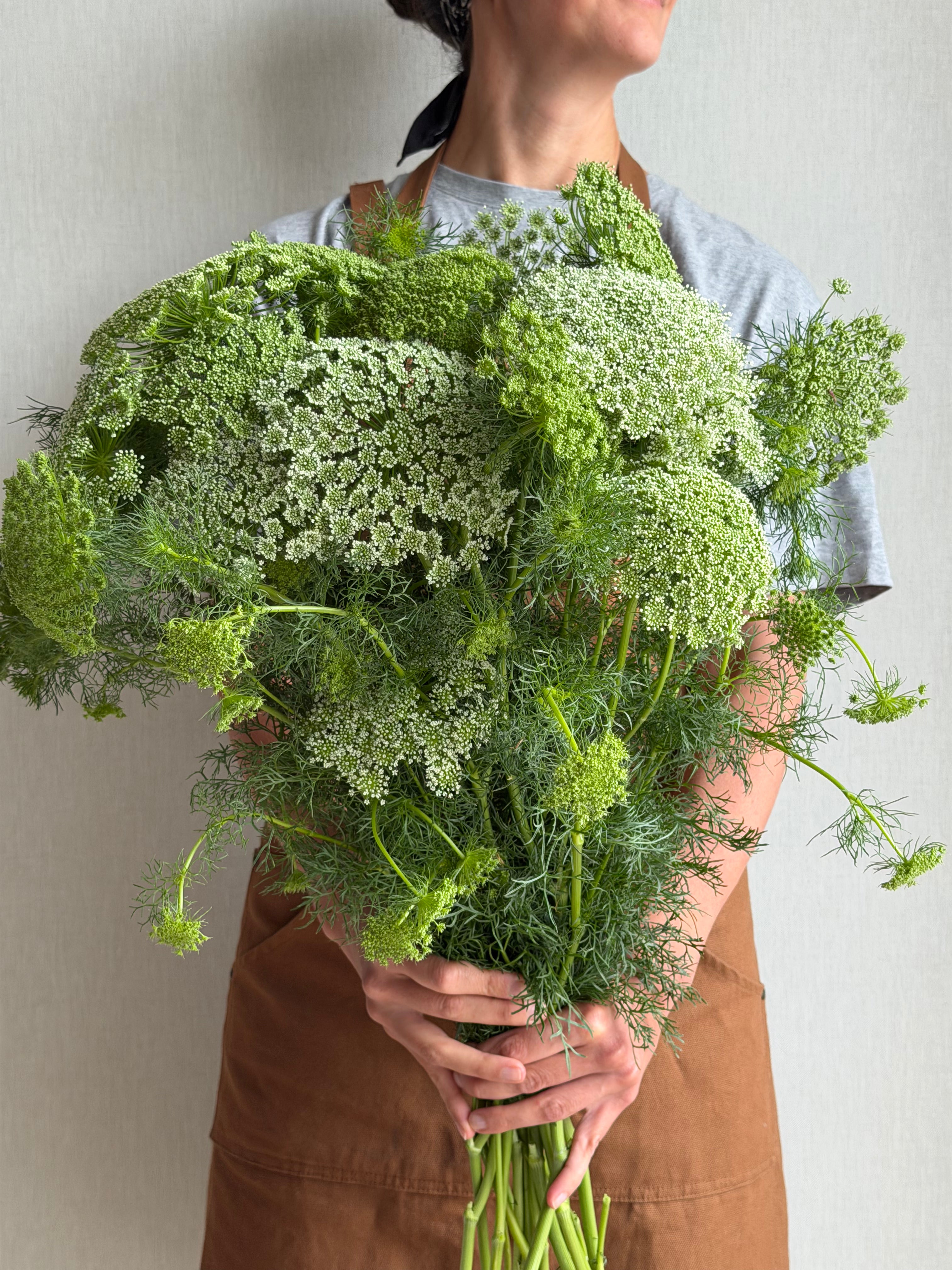 Ammi Visnaga - FluffyFlower