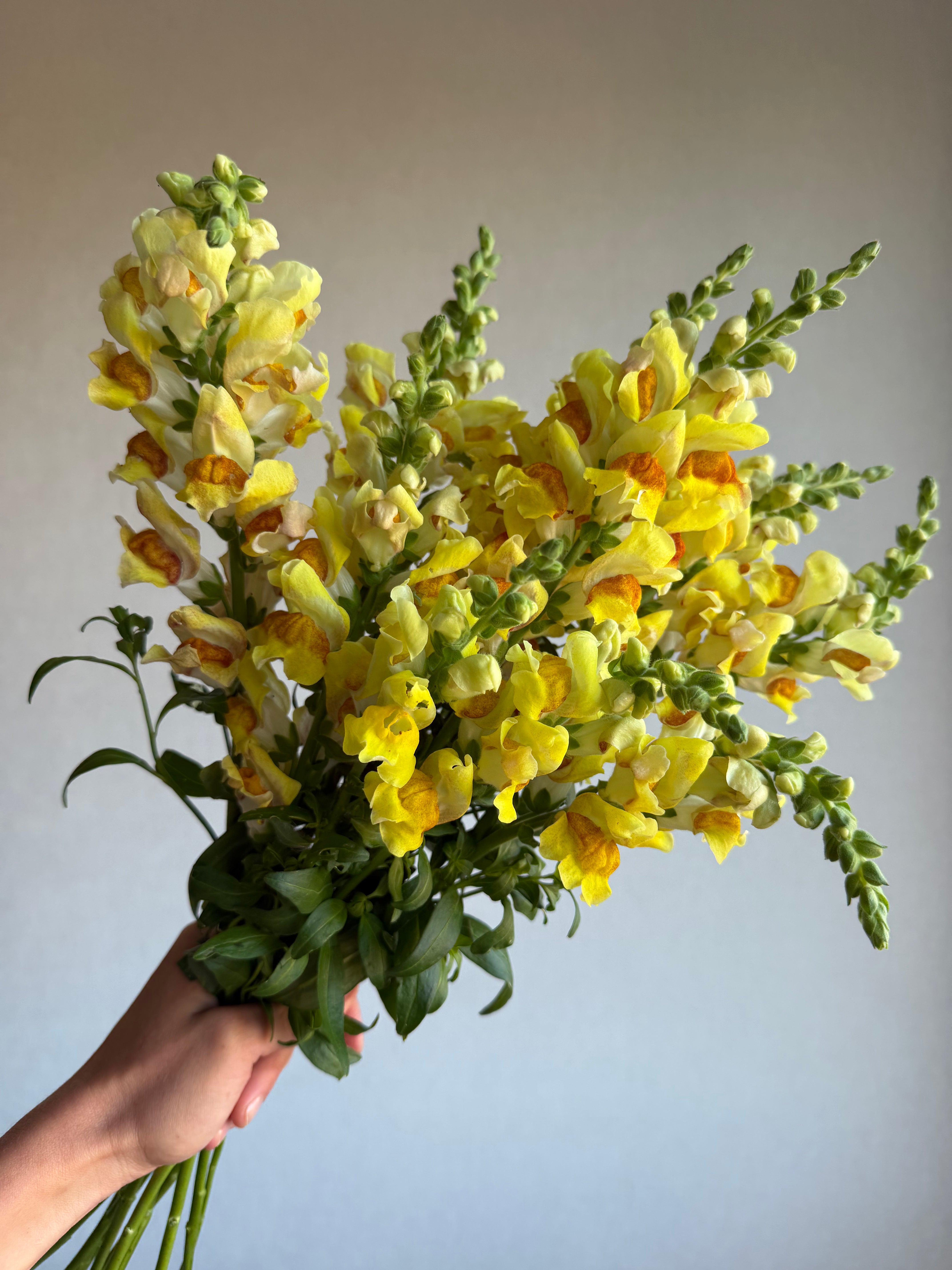 Antirrhinum Avignon Bicolor Yellow - FluffyFlower