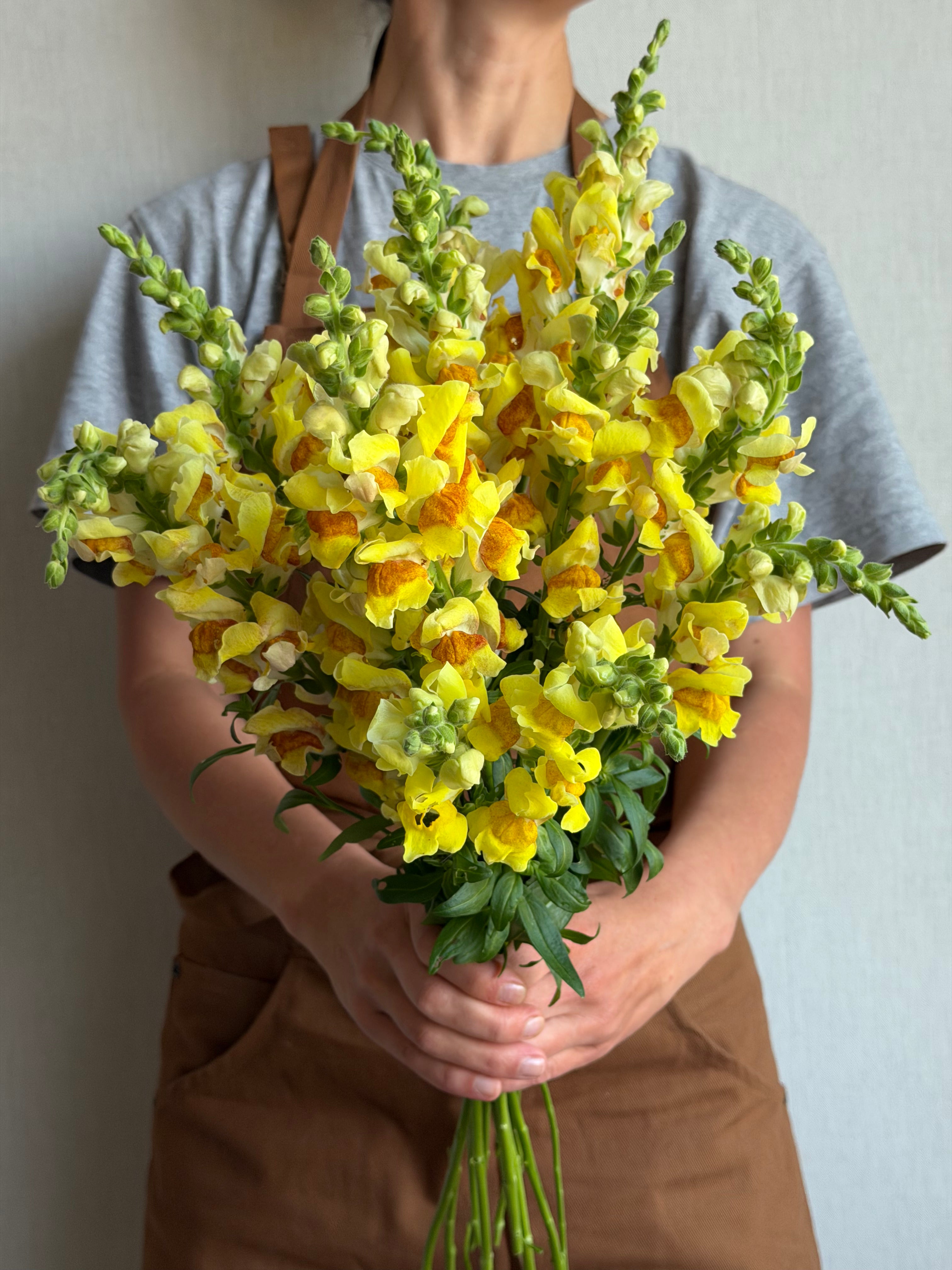 Antirrhinum Avignon Bicolor Yellow - FluffyFlower