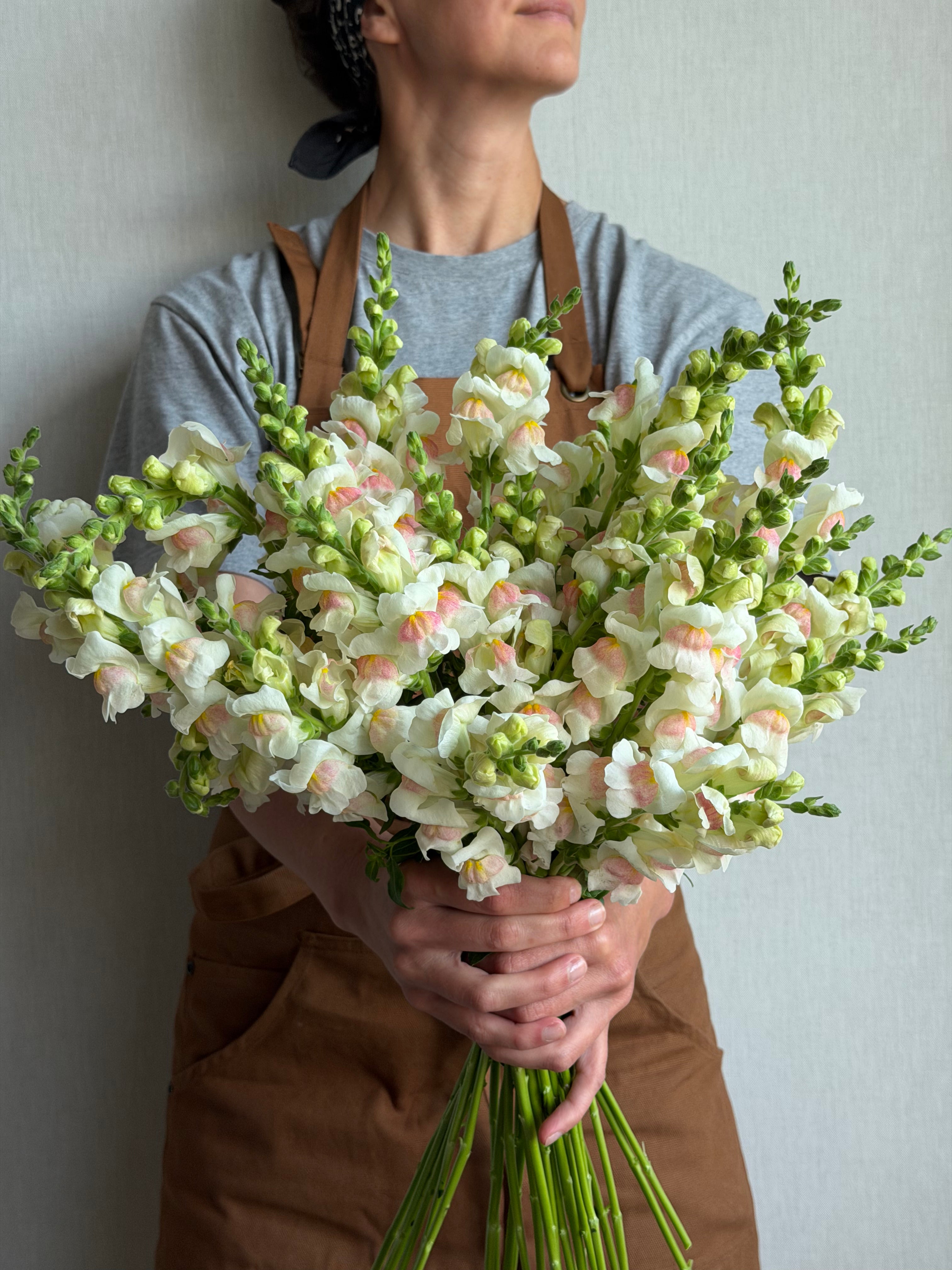 Antirrhinum Potomac Appleblossom-FluffyFlower