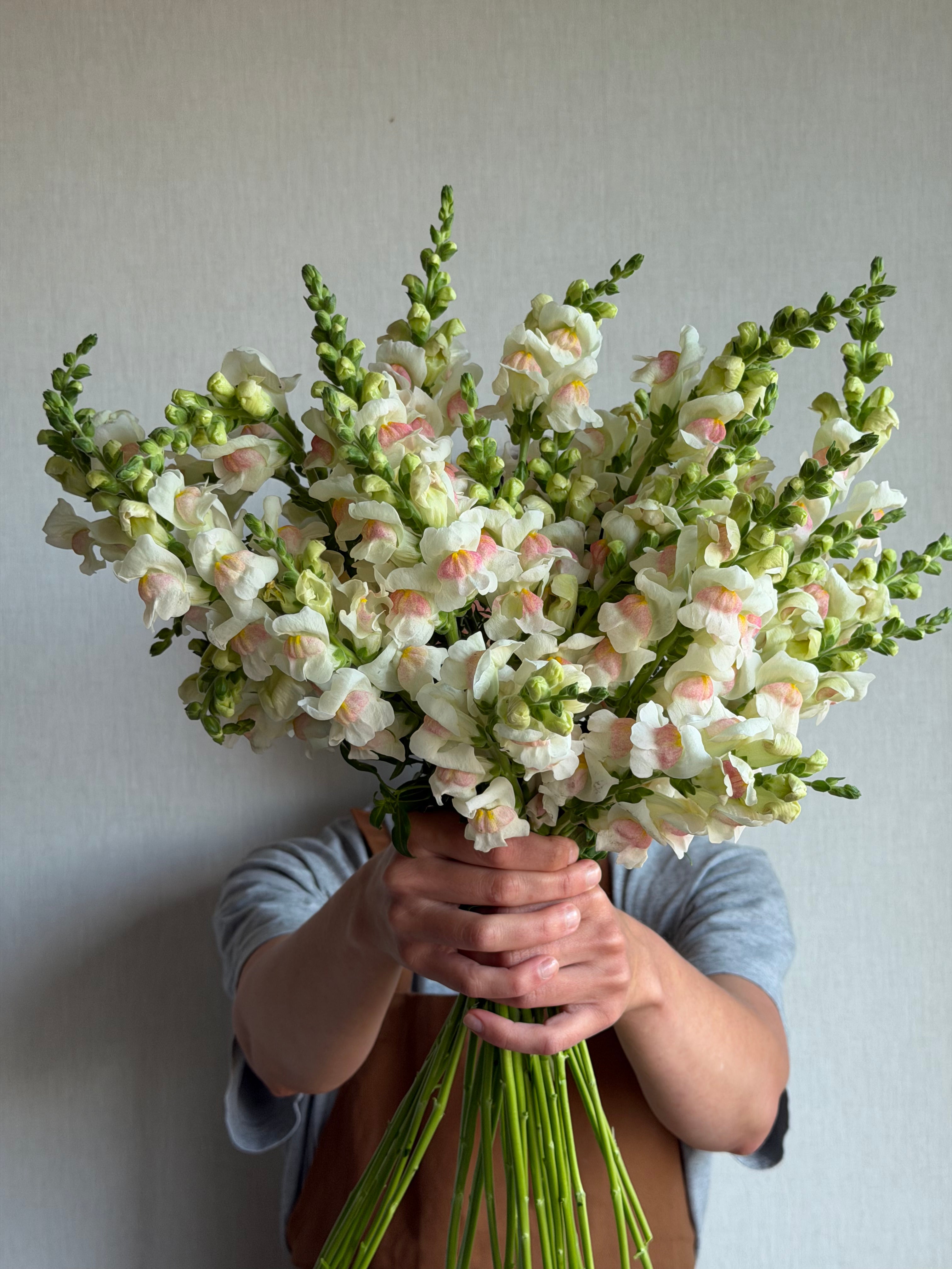 Antirrhinum Potomac Appleblossom-FluffyFlower