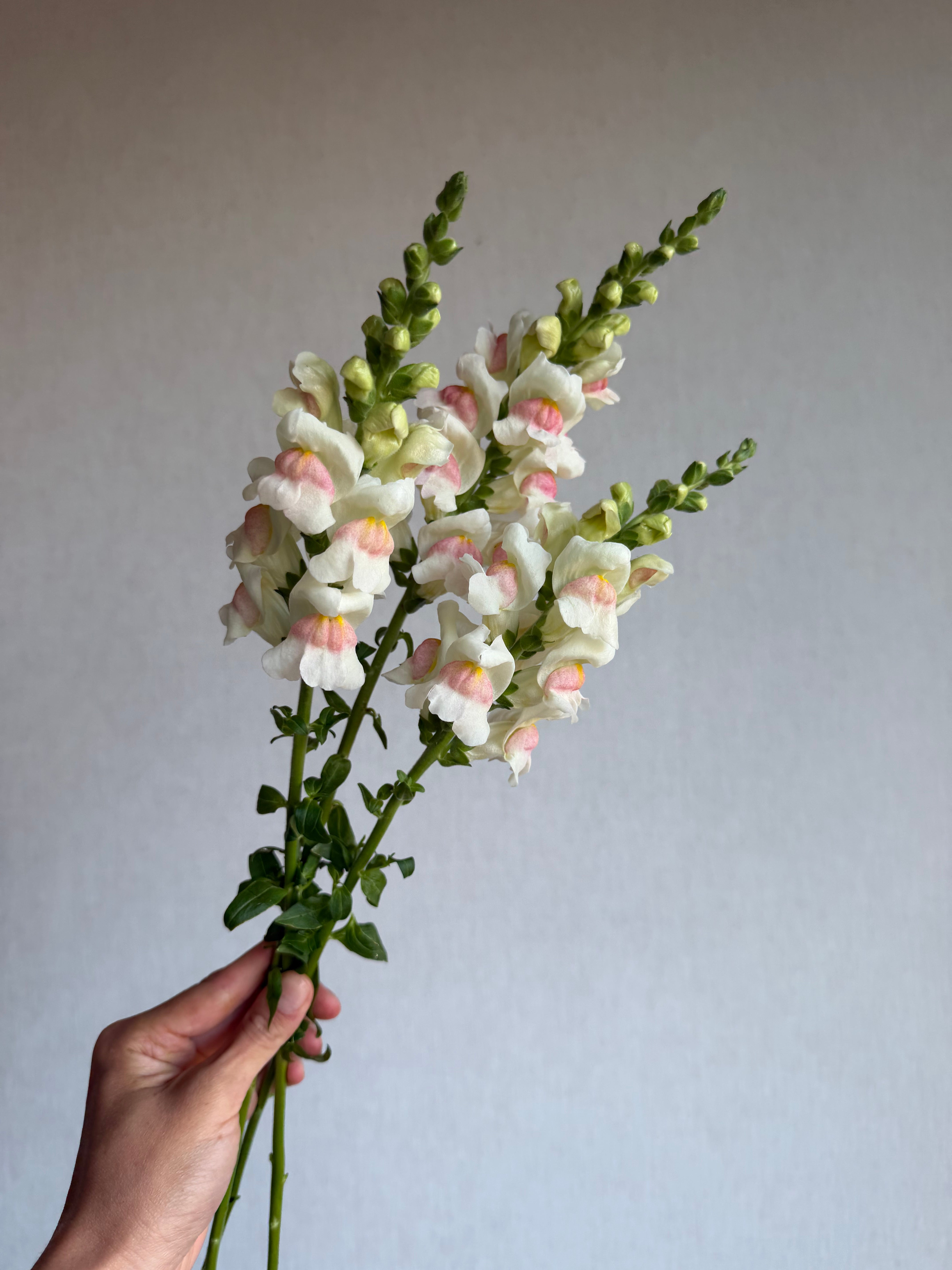 Antirrhinum Potomac Appleblossom-FluffyFlower