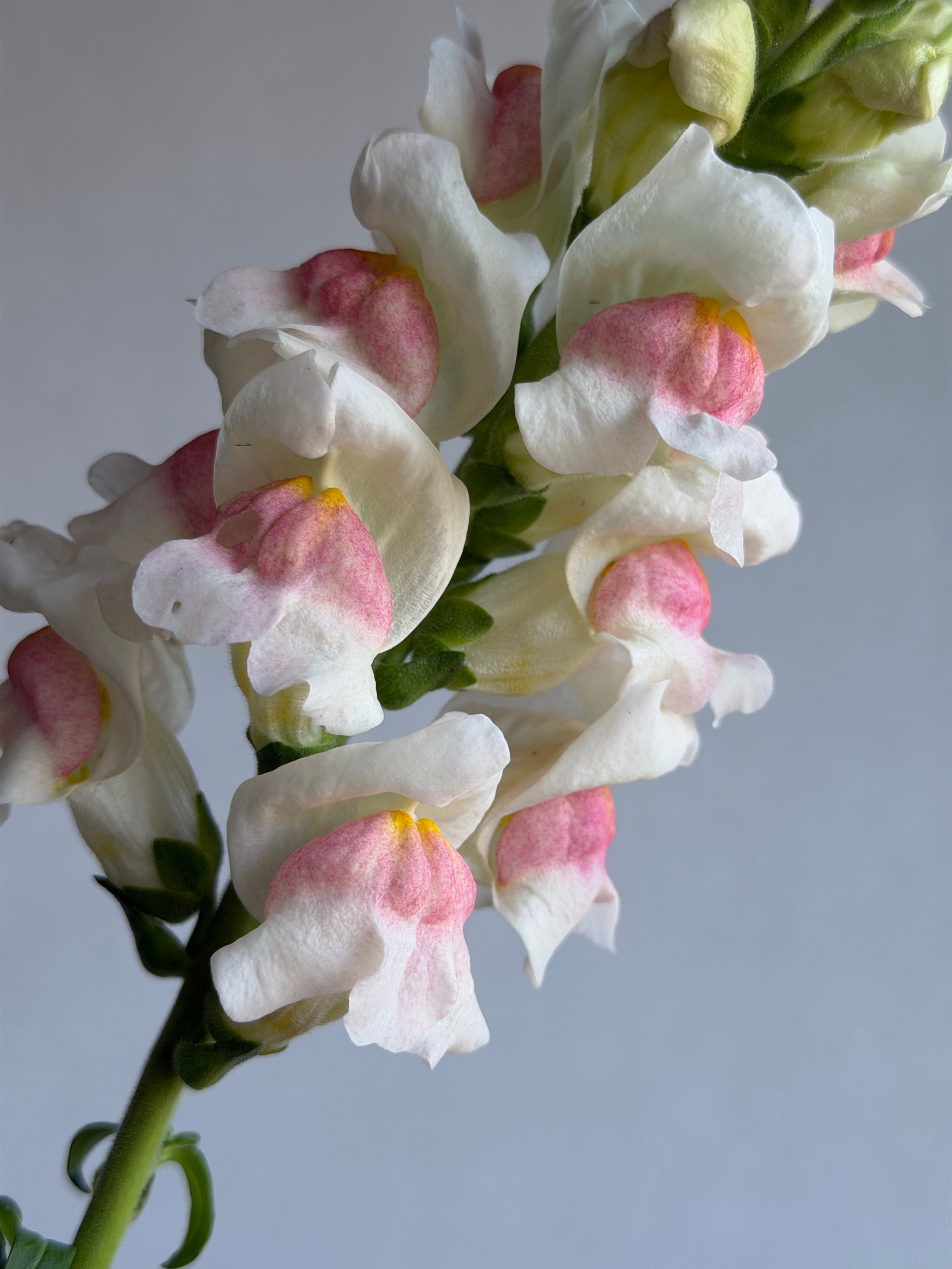 Antirrhinum Potomac Appleblossom-FluffyFlower