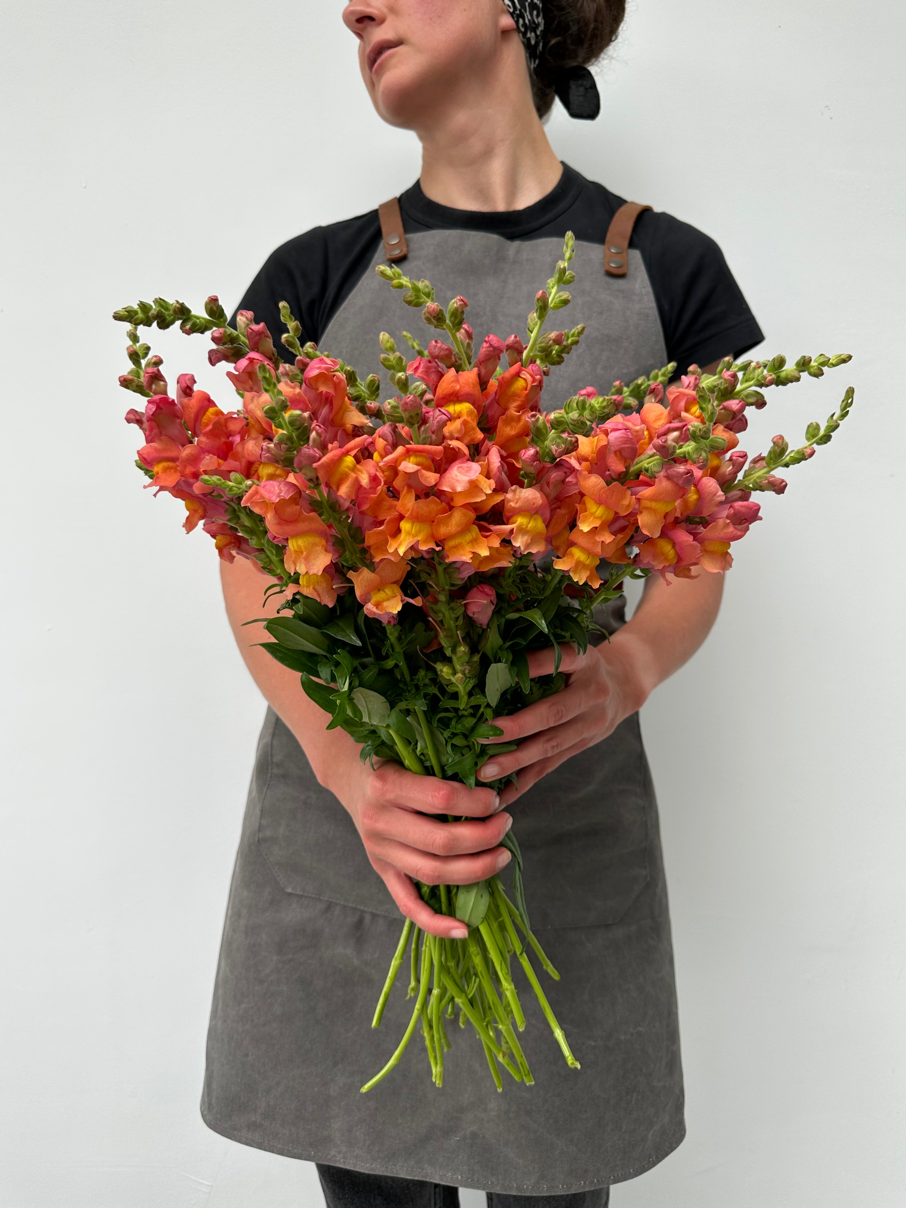 Antirrhinum-majus-Rocket-Bronze-FluffyFlower