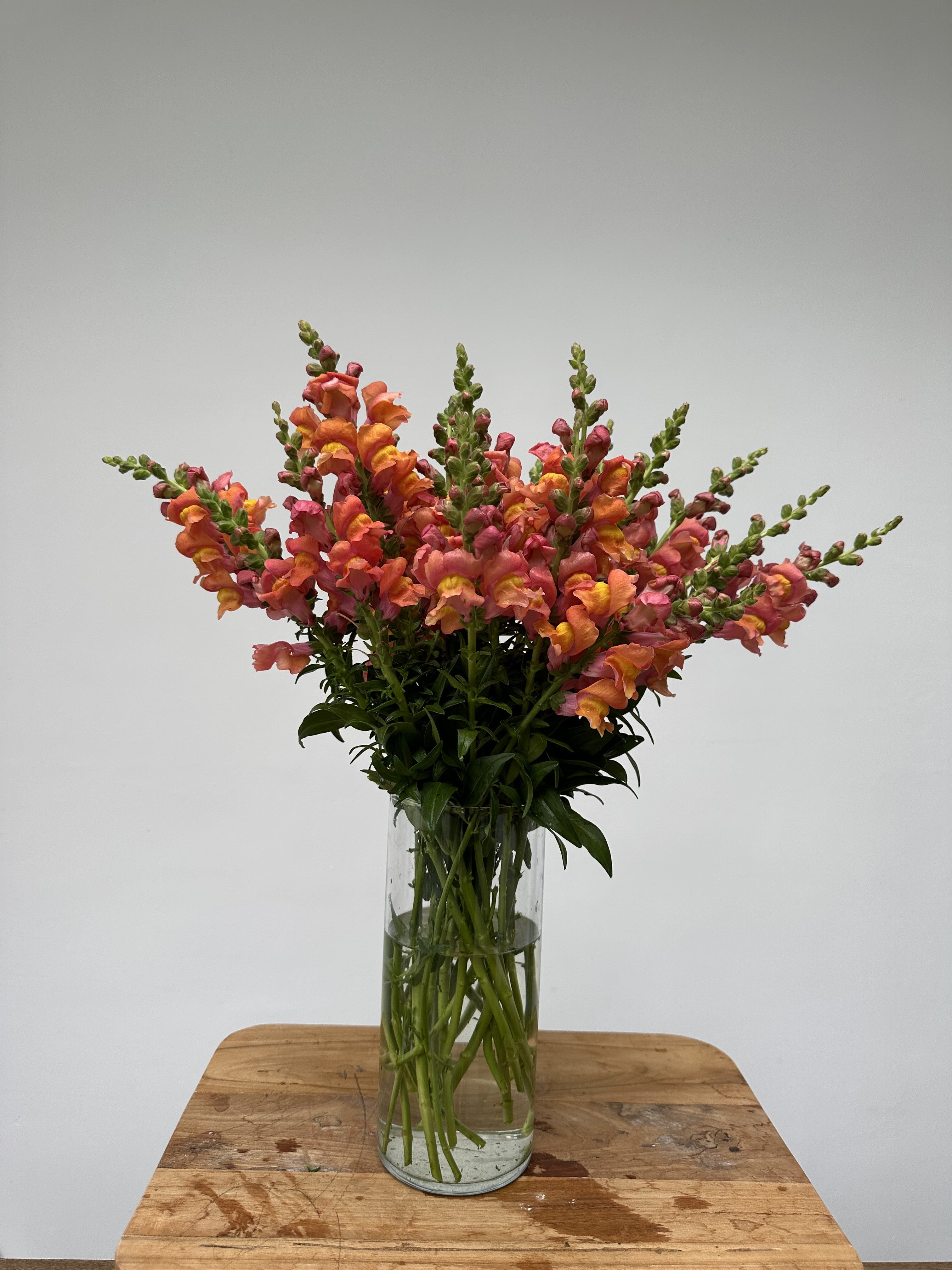 Antirrhinum-majus-Rocket-Bronze-FluffyFlower