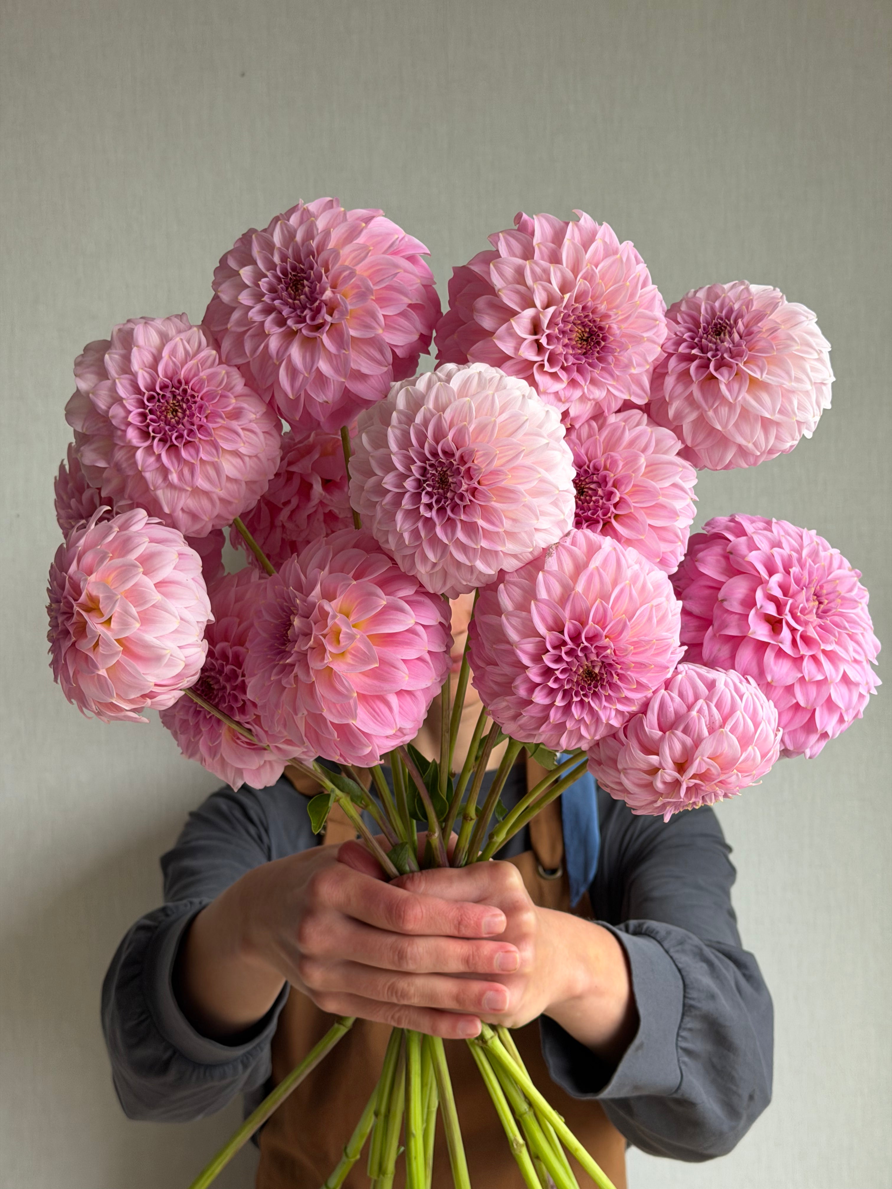 Dahlia Araluen Leatrice_FluffyFlower