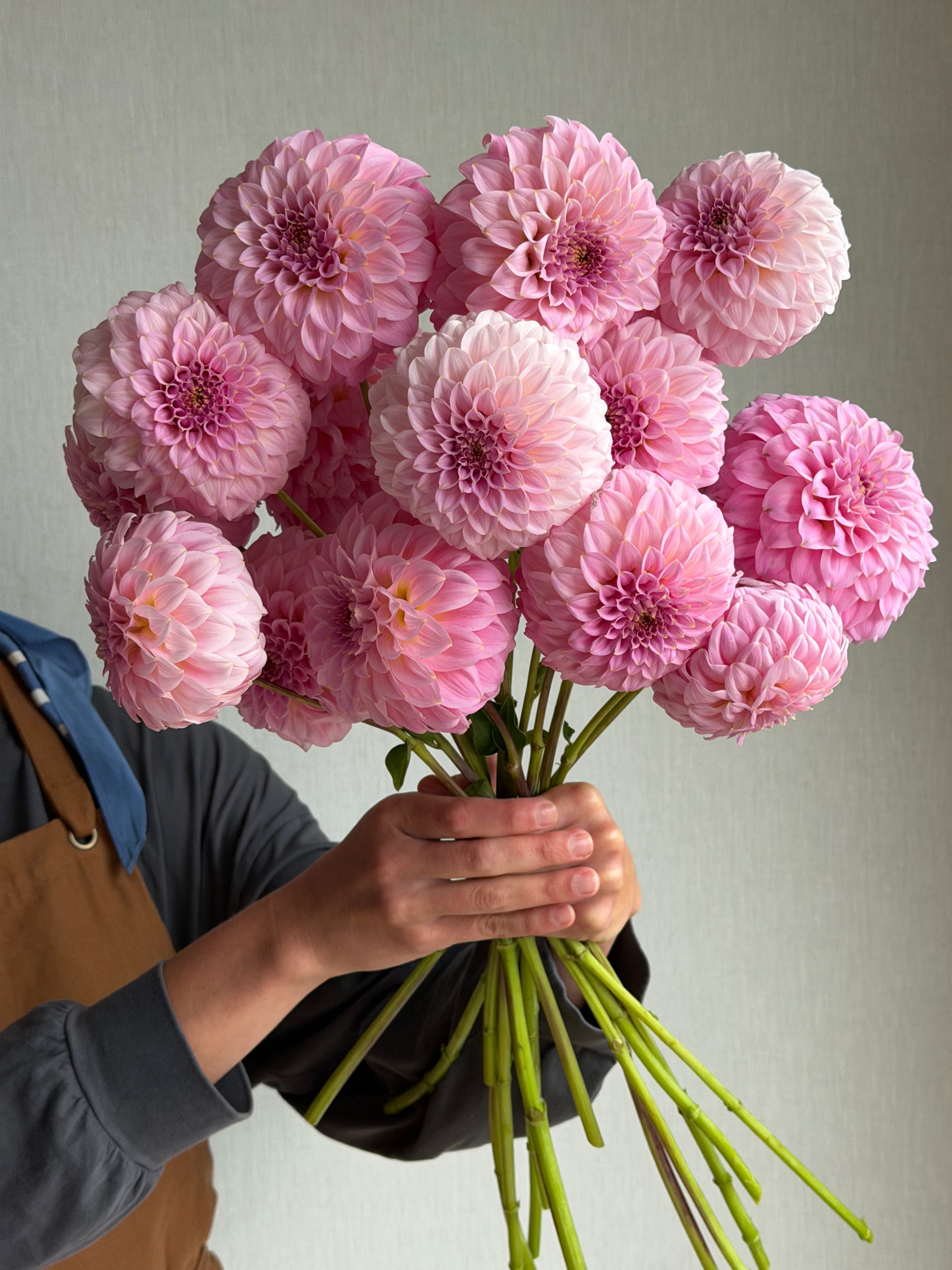 Dahlia Araluen Leatrice_FluffyFlower