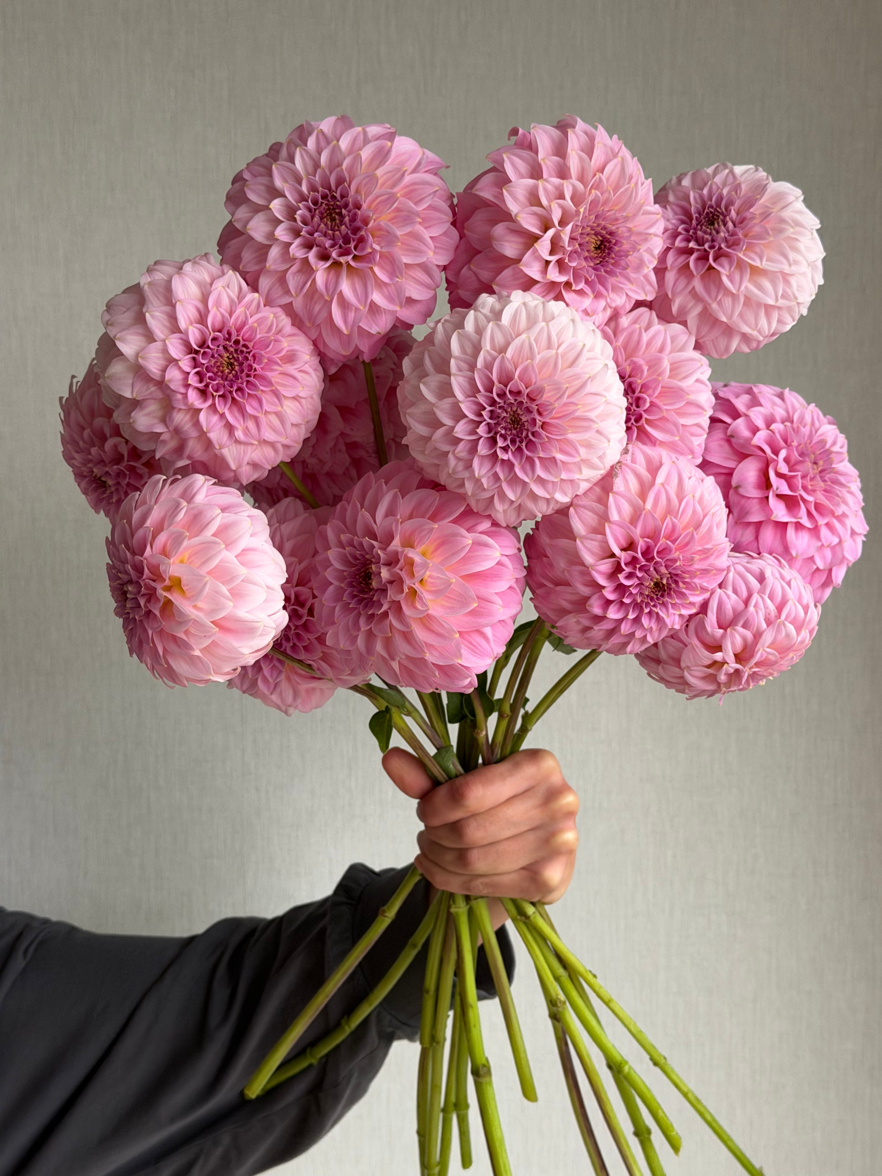 Dahlia Araluen Leatrice_FluffyFlower